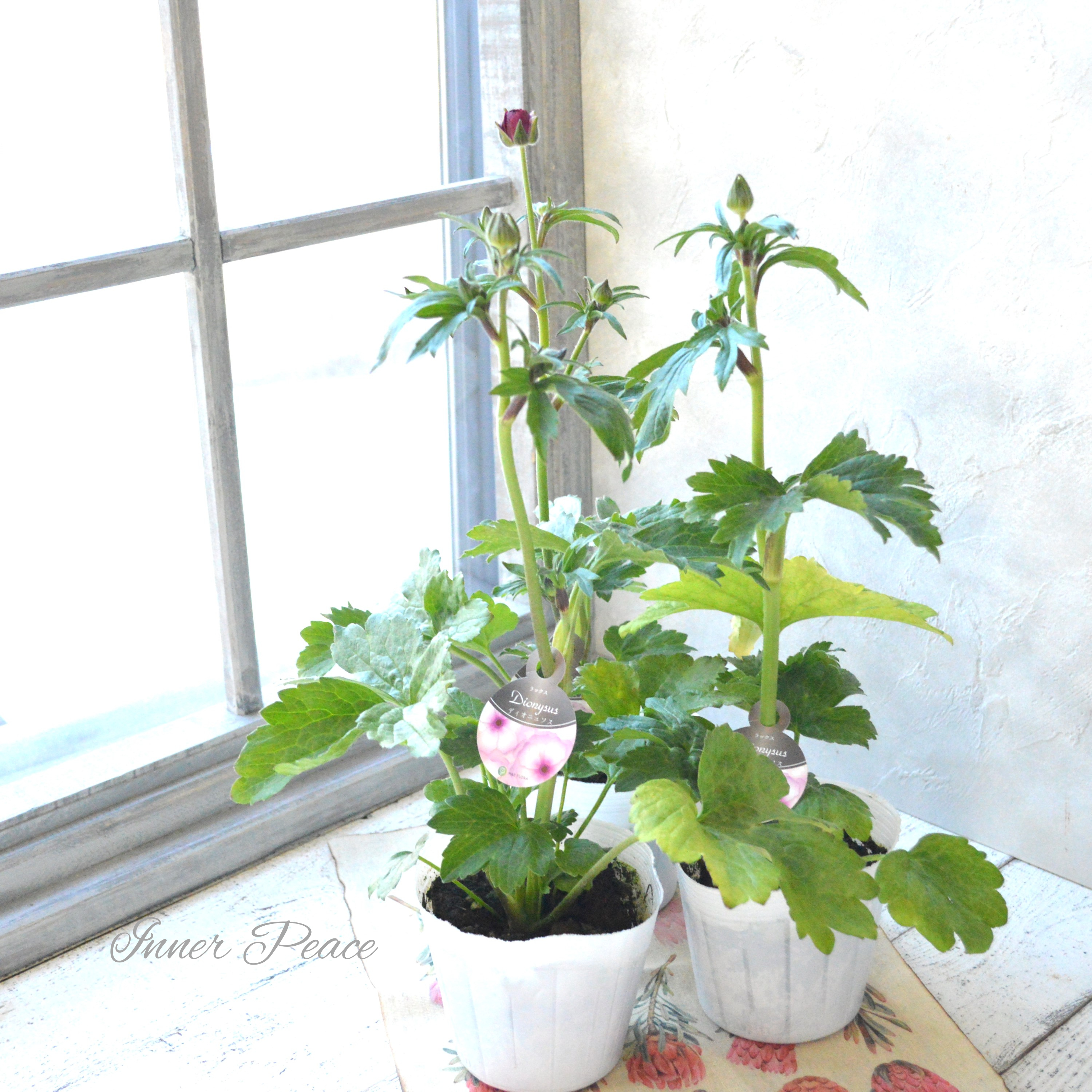 【美しい】 ラナンキュラス・ラックス 『ディオニュソス』 4寸POT