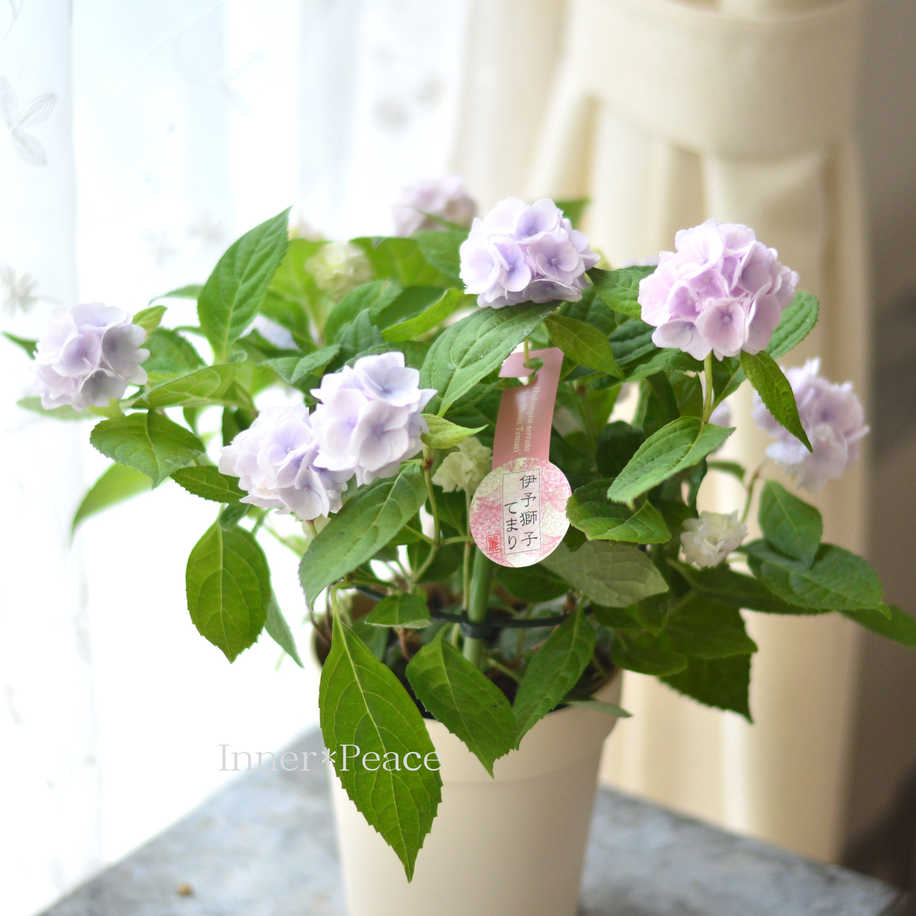 【吉岡麗子さん】 紫陽花 『伊予獅子てまり・ブルー系』 4号鉢