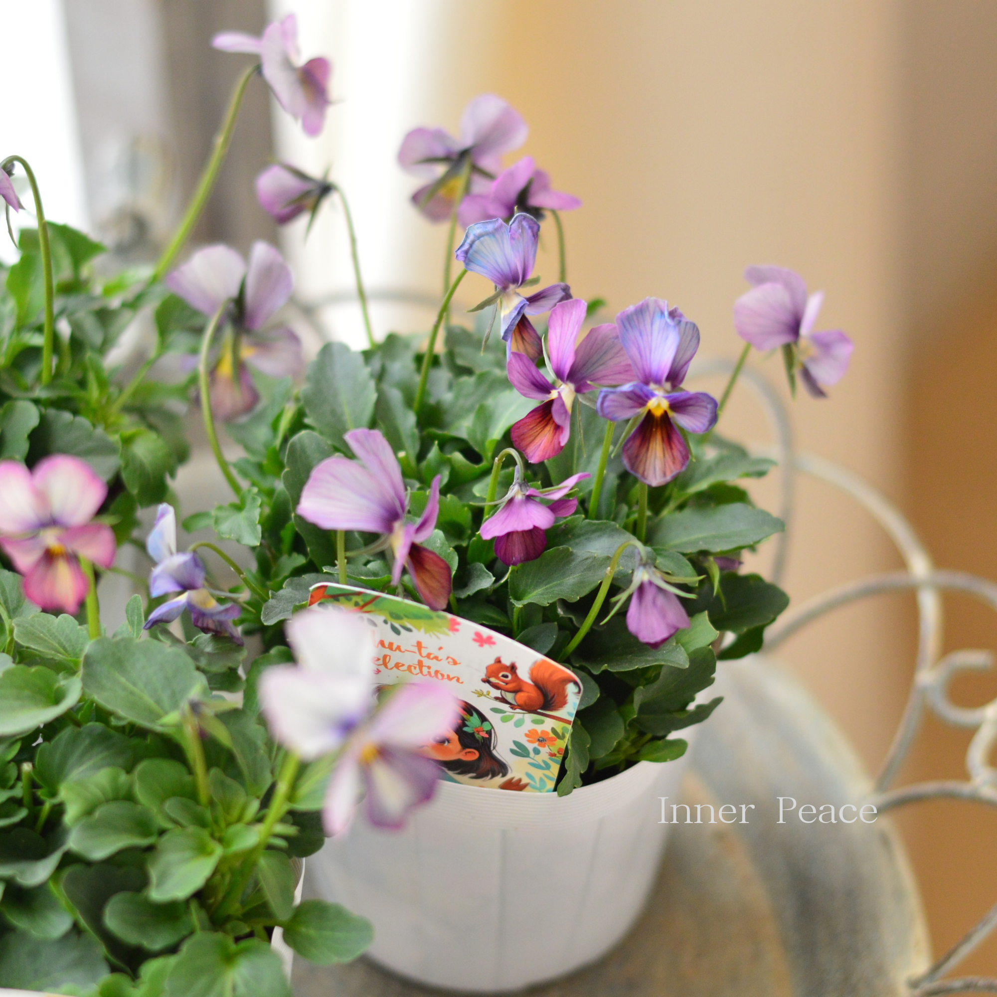 【希少】 おひとり様1苗限定 ビオラ 『パルプンテ』 3.5寸POT