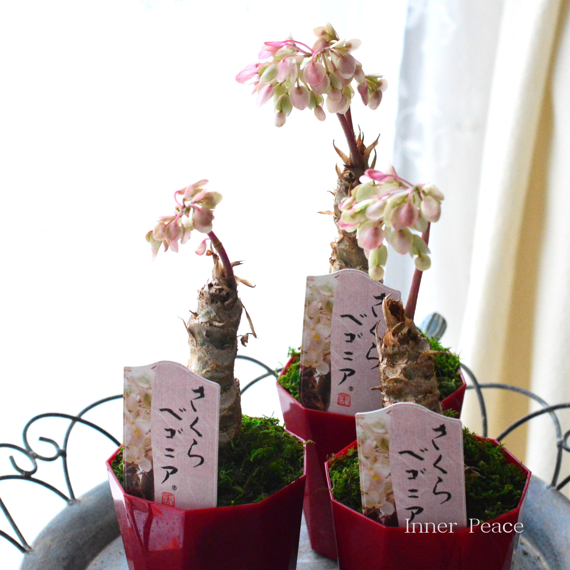 【個性的】 さくらベゴニア 3.5寸POT