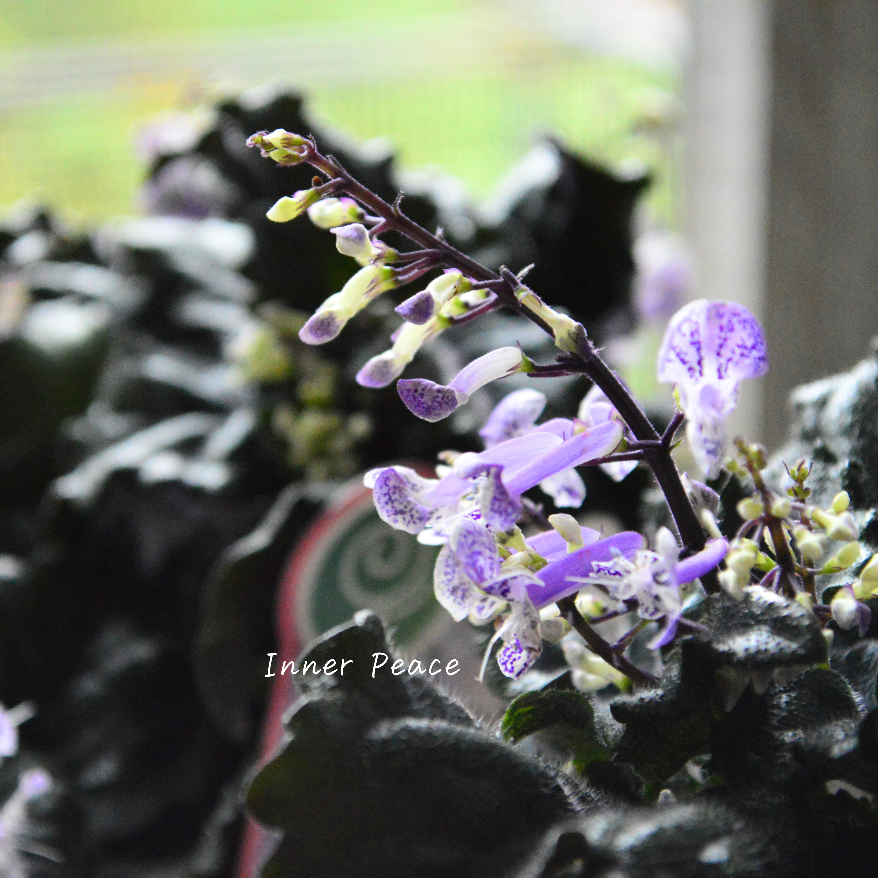 【美しい】 プレクトランサス 『モナラベンダー』 3.5寸POT