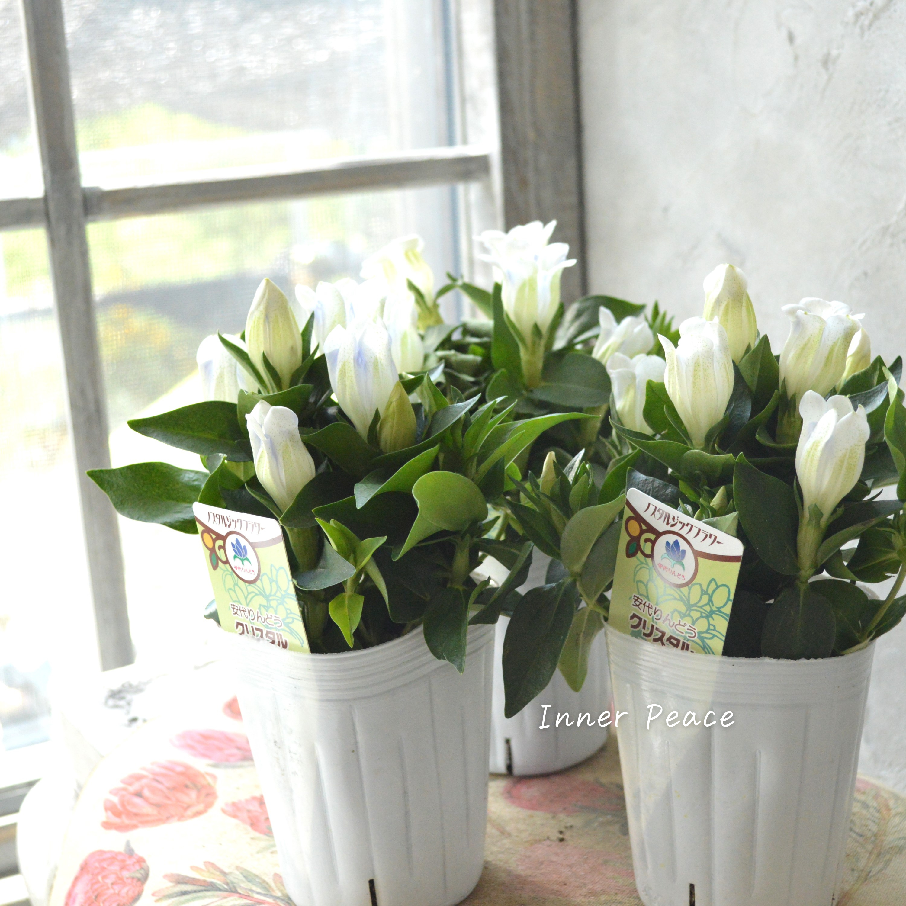 【宿根】 リンドウ 『クリスタルアシロ』 3寸POT