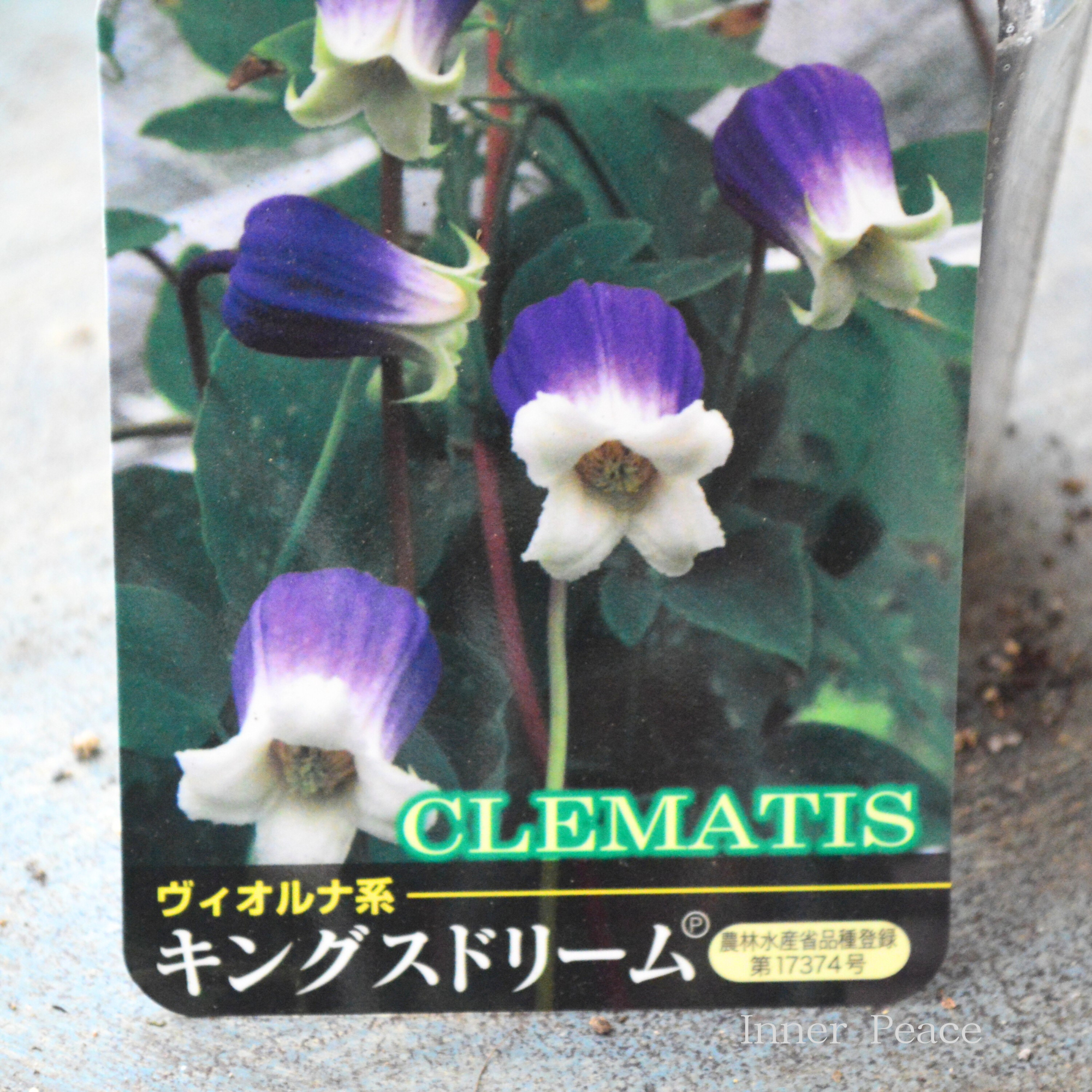 【春日井園芸センター】 クレマチス ヴィオルナ系 『キングスドリーム』 3寸POT