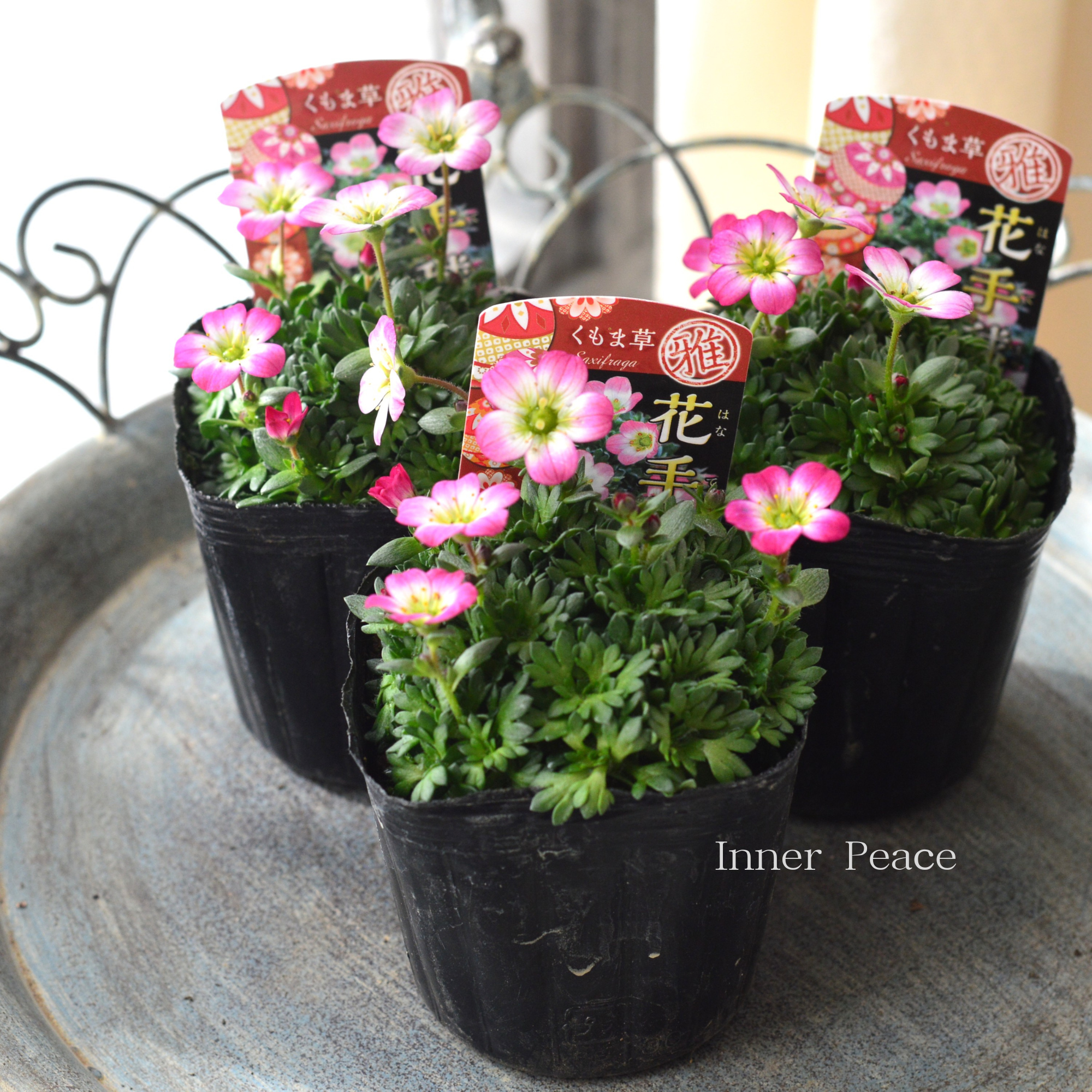 【寒さに強い】新品種 クモマグサ(雲間草) 『花手毬・ピンク』 3寸POT