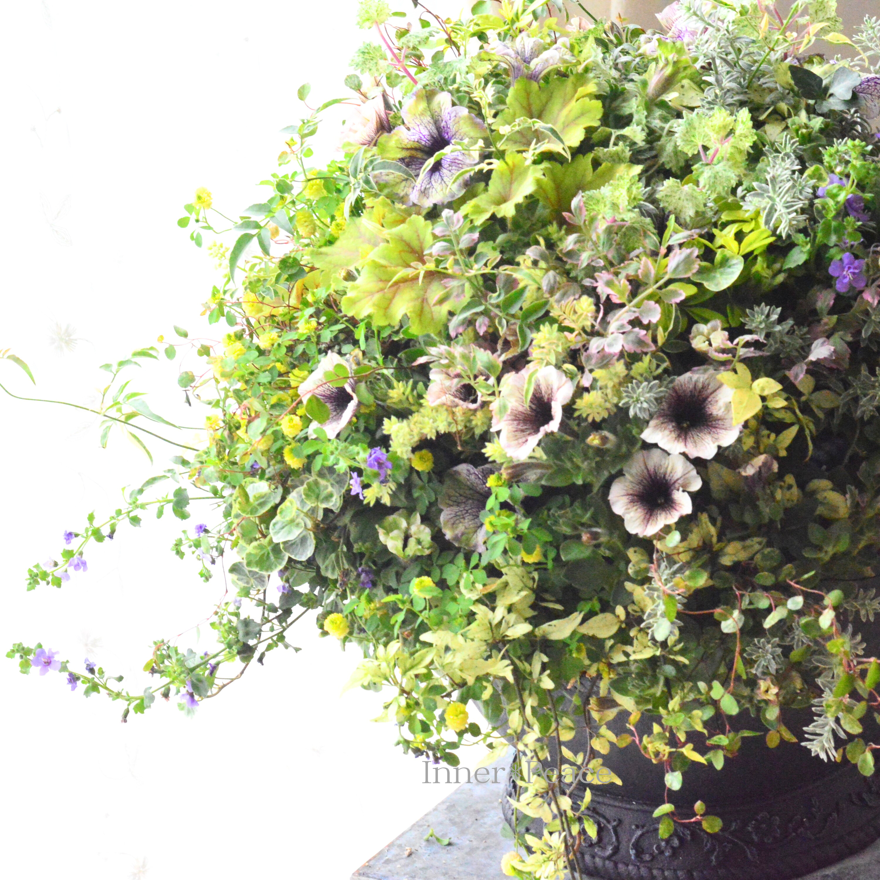 【春】 ペチュニアのウォールバスケット (ギャザリング) (送料込み)