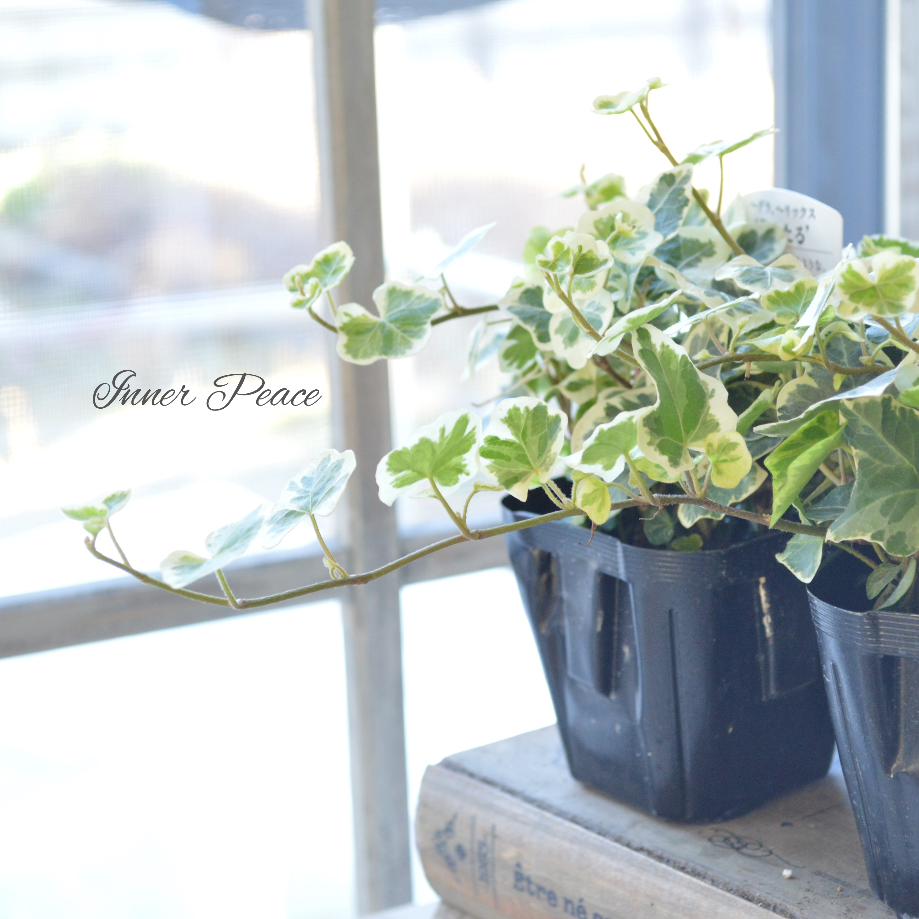 【希少】 ヘデラ 『雪ほたる』 2.5~3寸POT