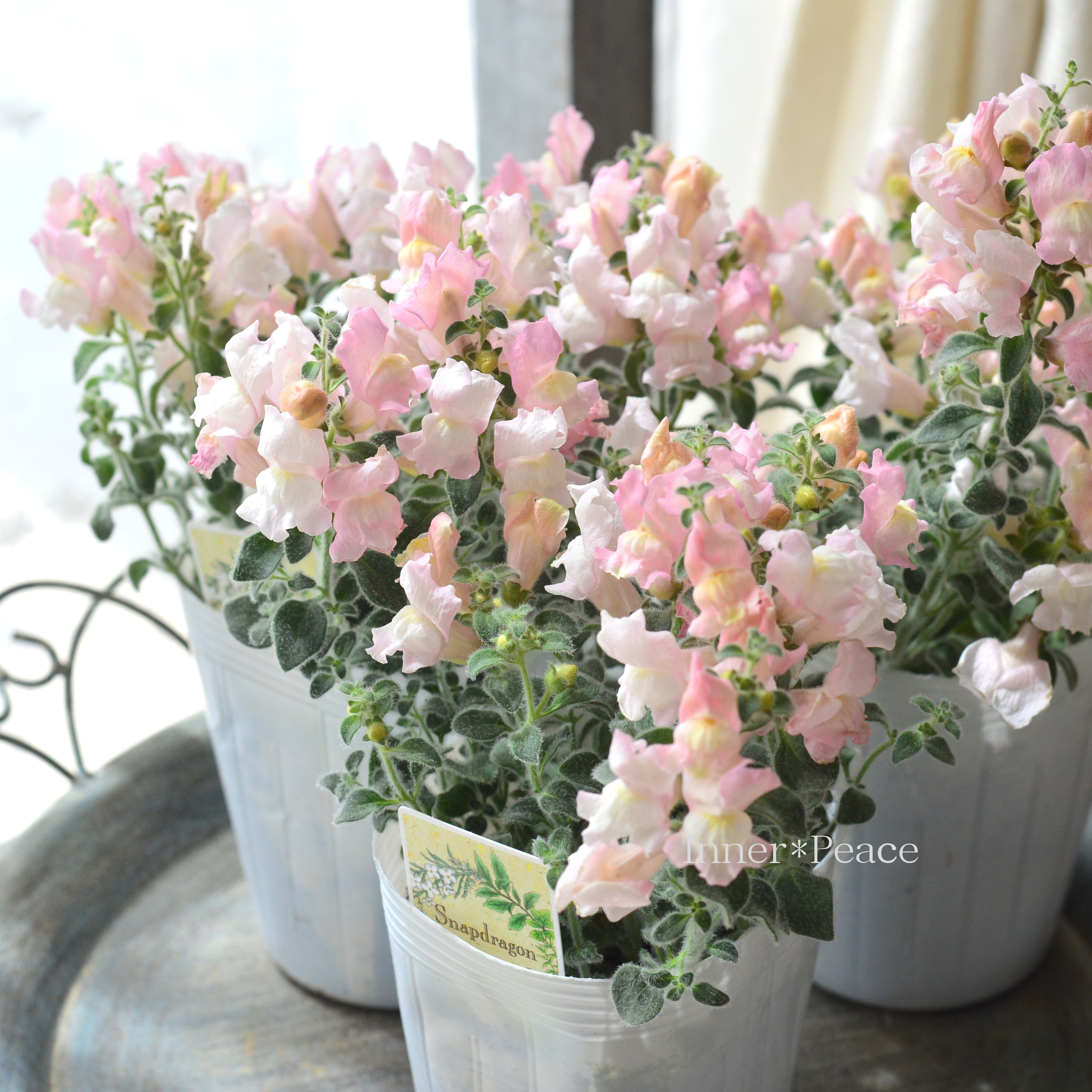 【シルバーリーフ】 キンギョソウ 『スイートピンク』 3寸POT