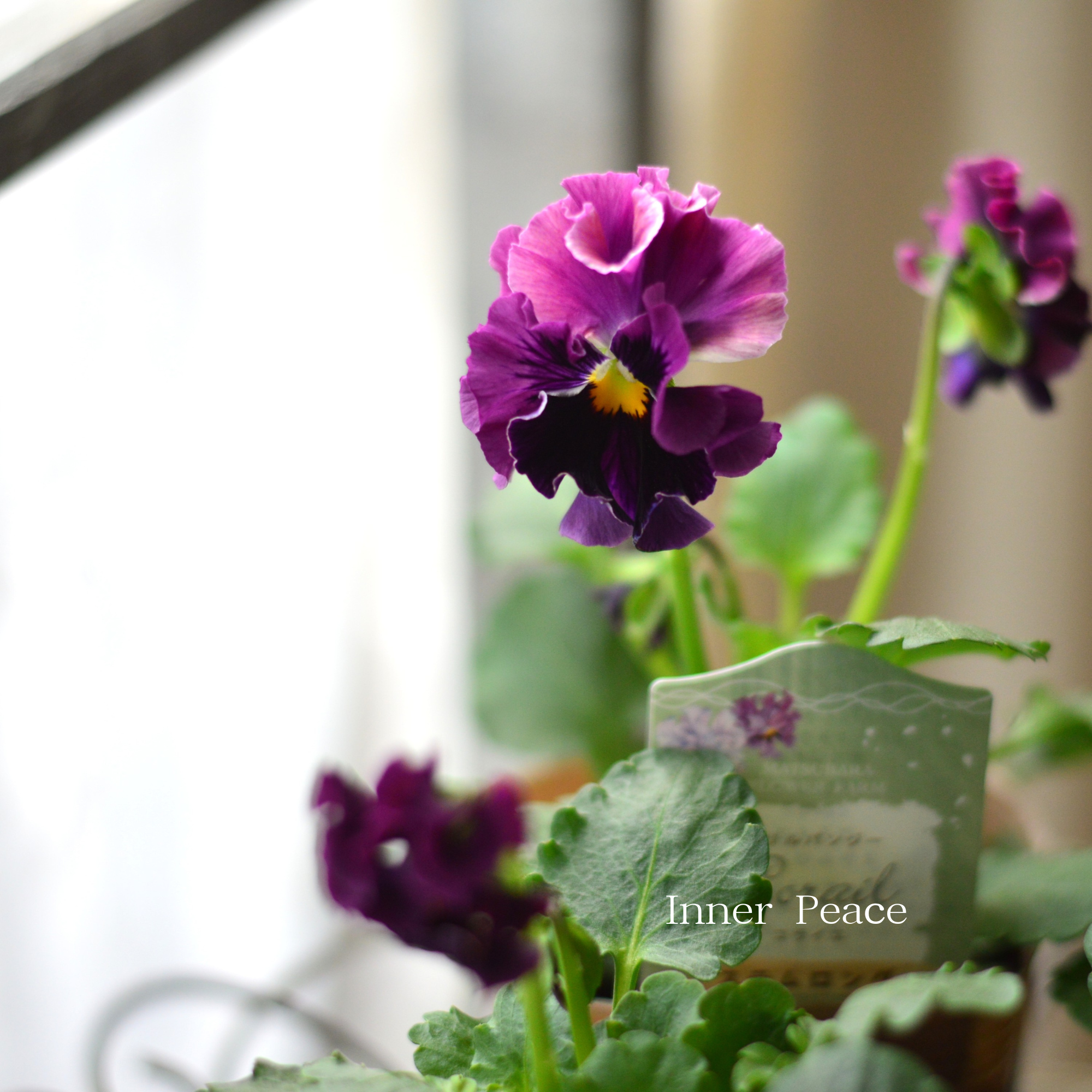 【素敵】 パンジー 『コライユ・ステムロング ワイン系』 3寸ロングPOT