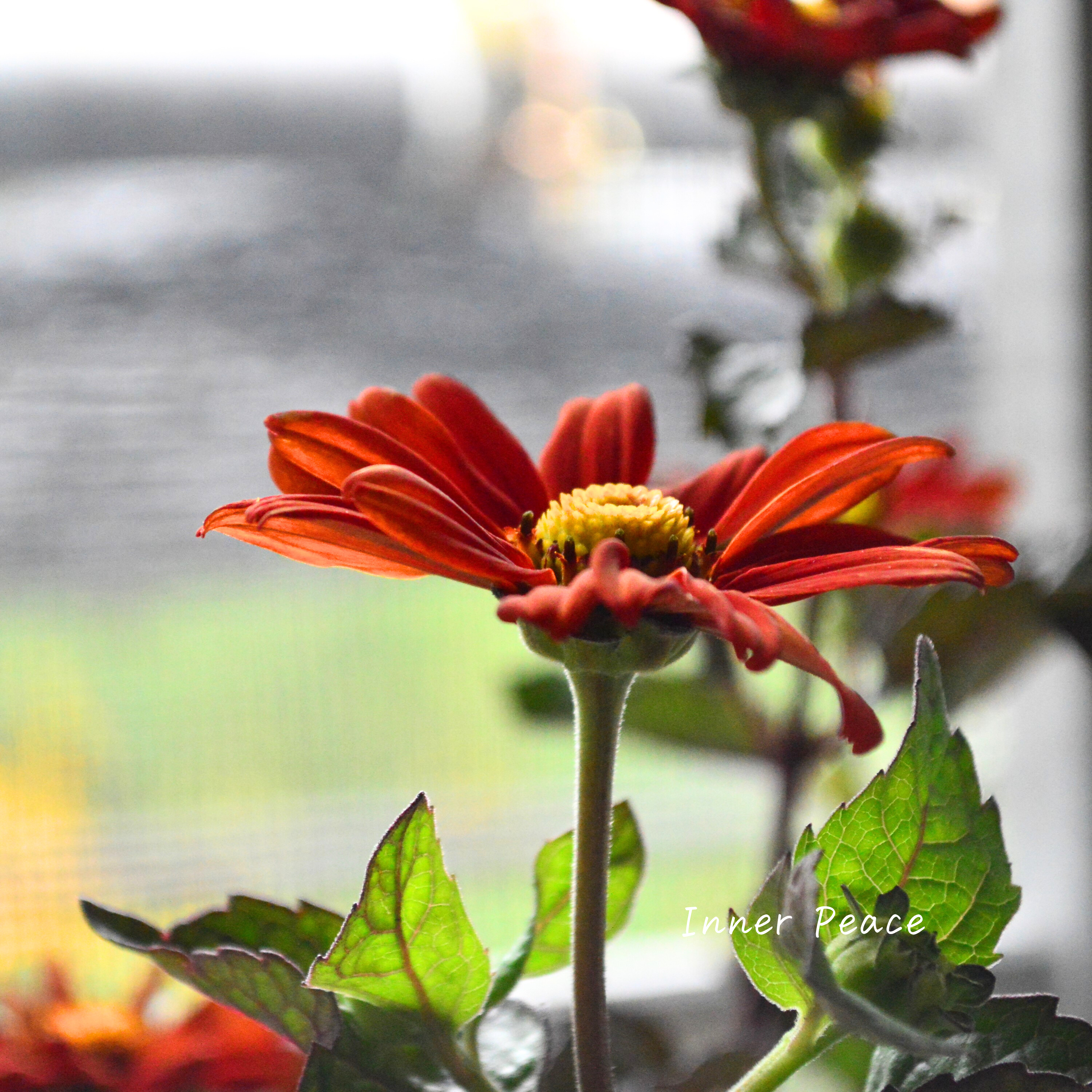 【開花期が長い】 ヘリオプシス 『ブリーディングハーツ』 3寸POT