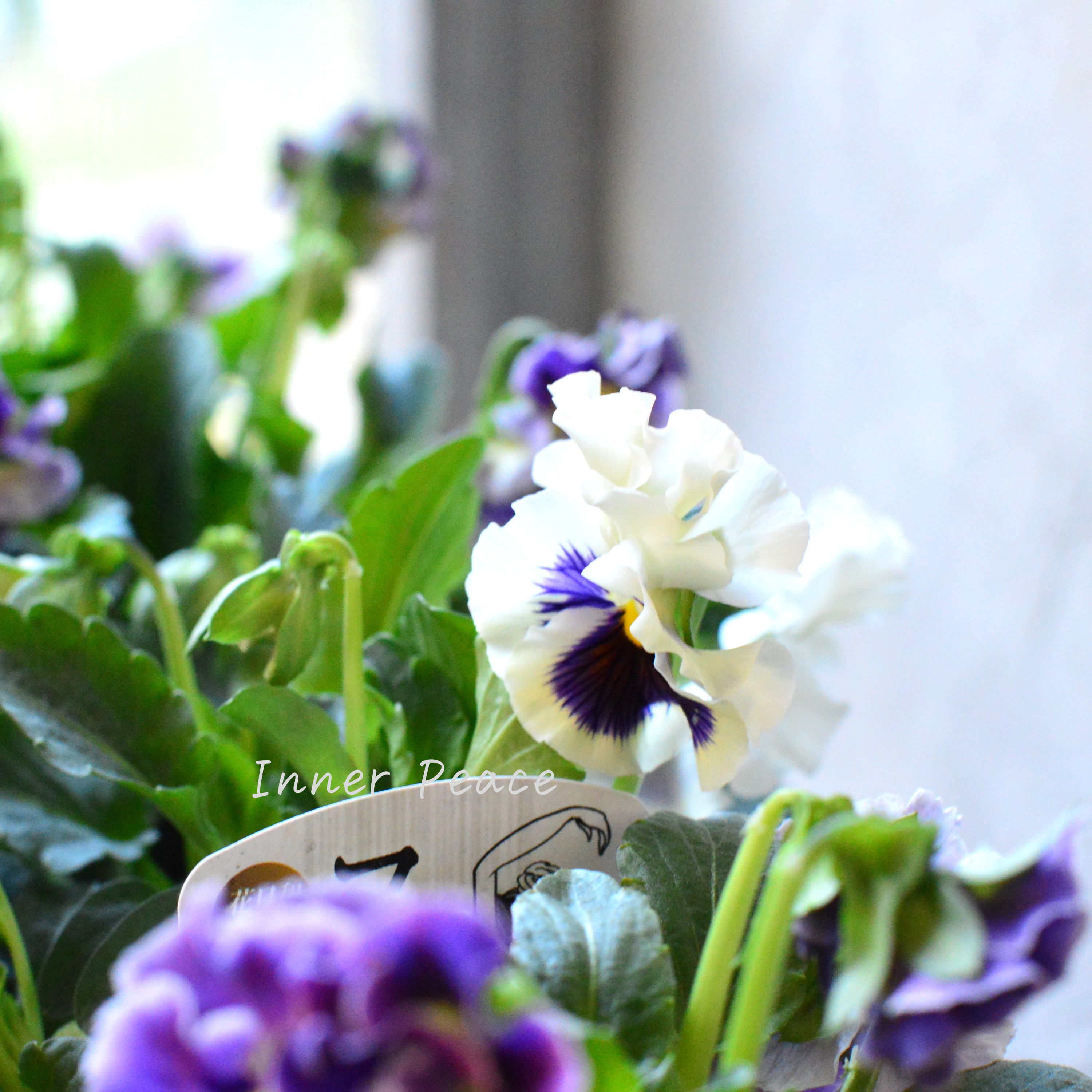 【花日和さんオリジナル】 フリル咲きパンジー 『ファルダ』 3.5寸POT