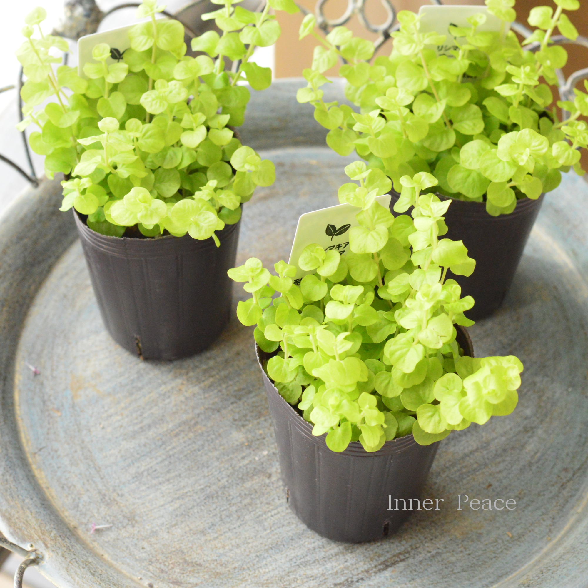 【分割できる】 リシマキア 『ヌムラリア・オーレア』 2.5寸ロングPOT