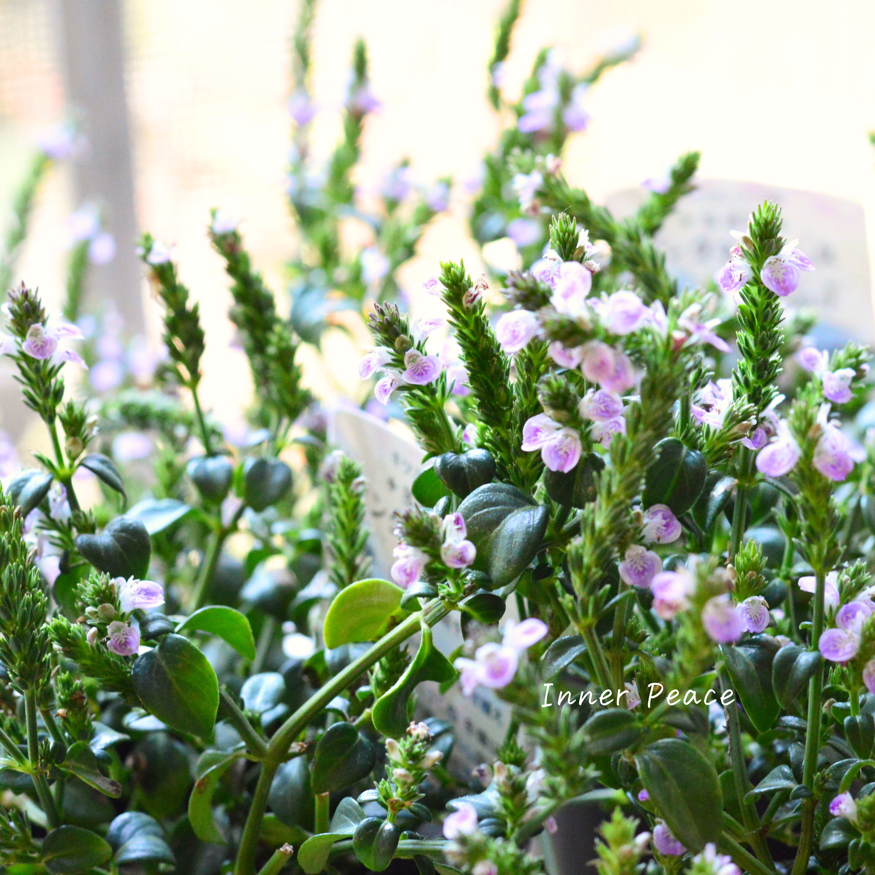 【かわいい】 ピンクネックレス (キツネノマゴ) 3寸POT