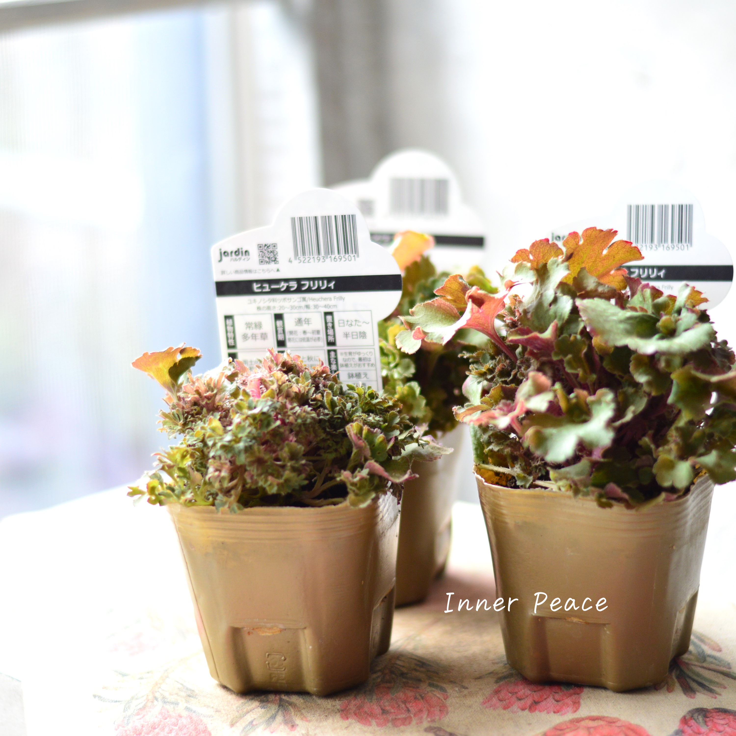 【NEW】 フリフリヒューケラ 『フリリィ』 3寸POT