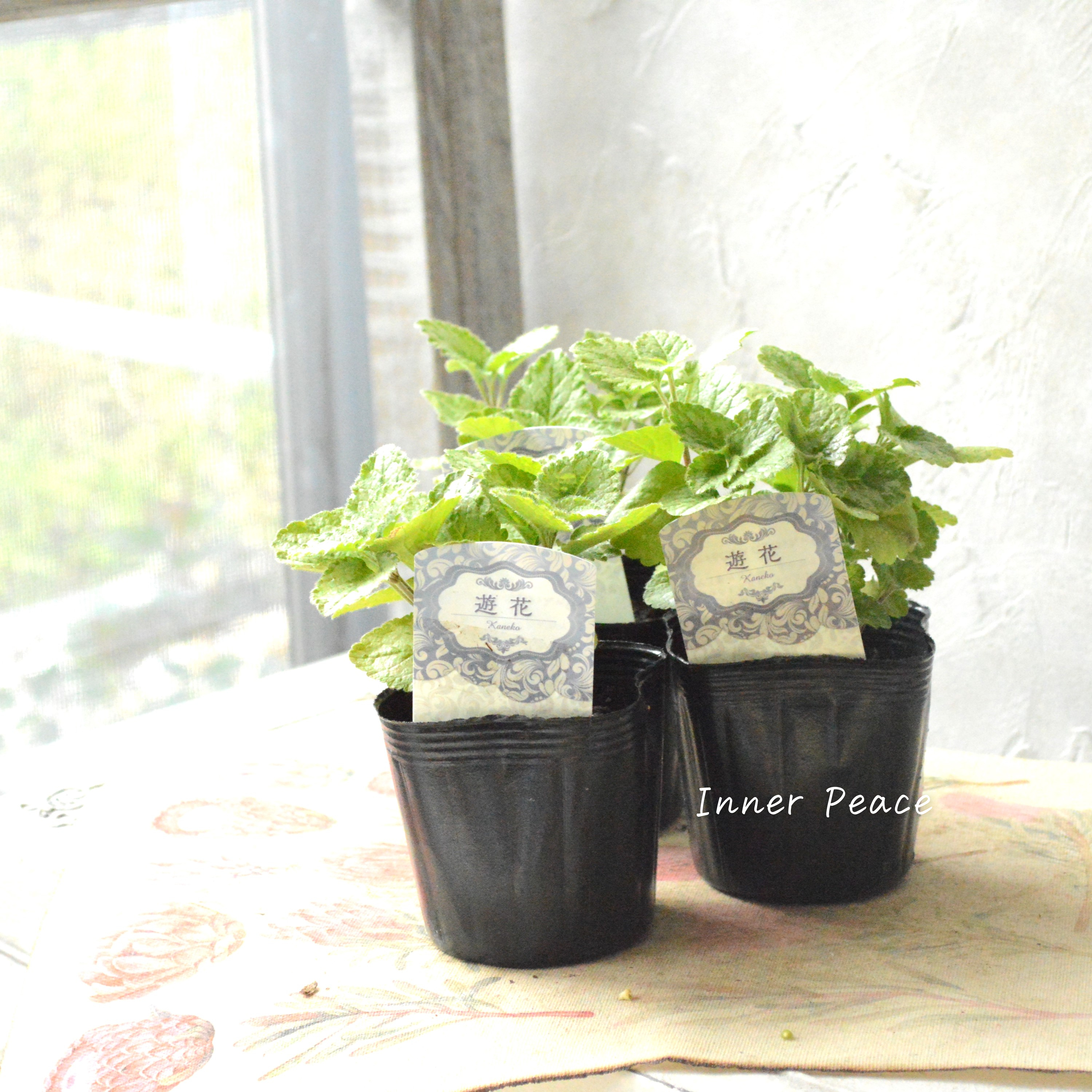 【かっこいい】 ラミウム 『ガリオブドロン』 3寸POT