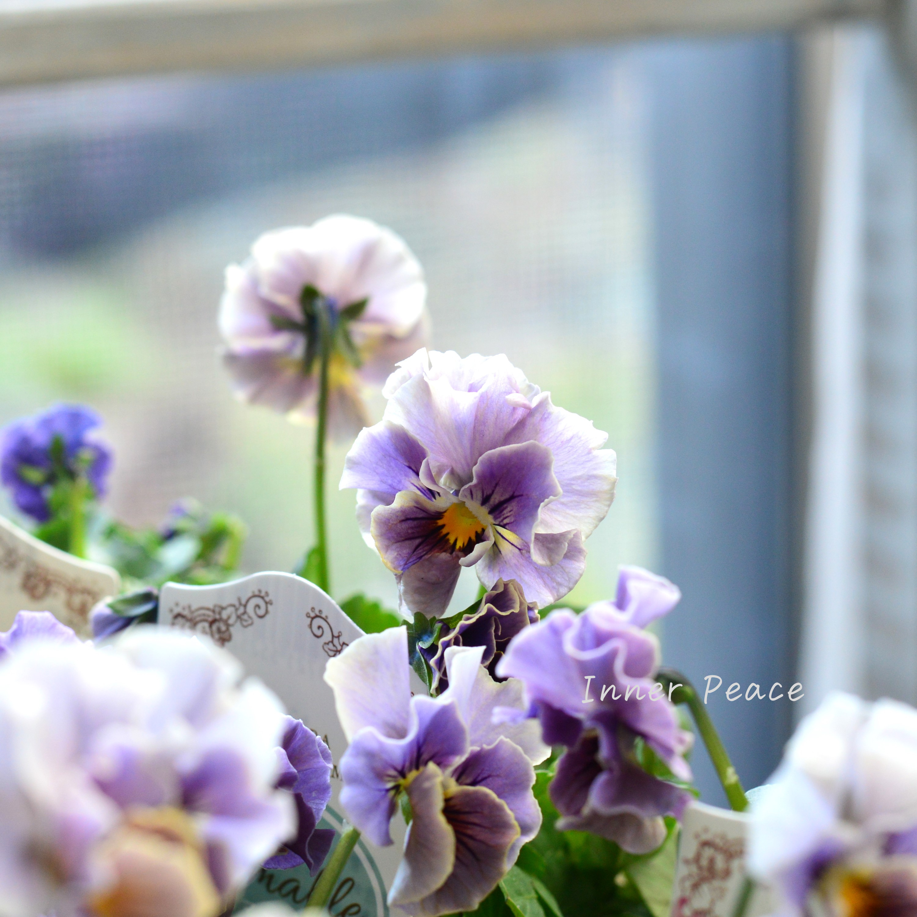 【マツバラフラワーファームさん】 ビオラ 『エマーブル・スタイリッシュグレイ』 3寸ロングPOT