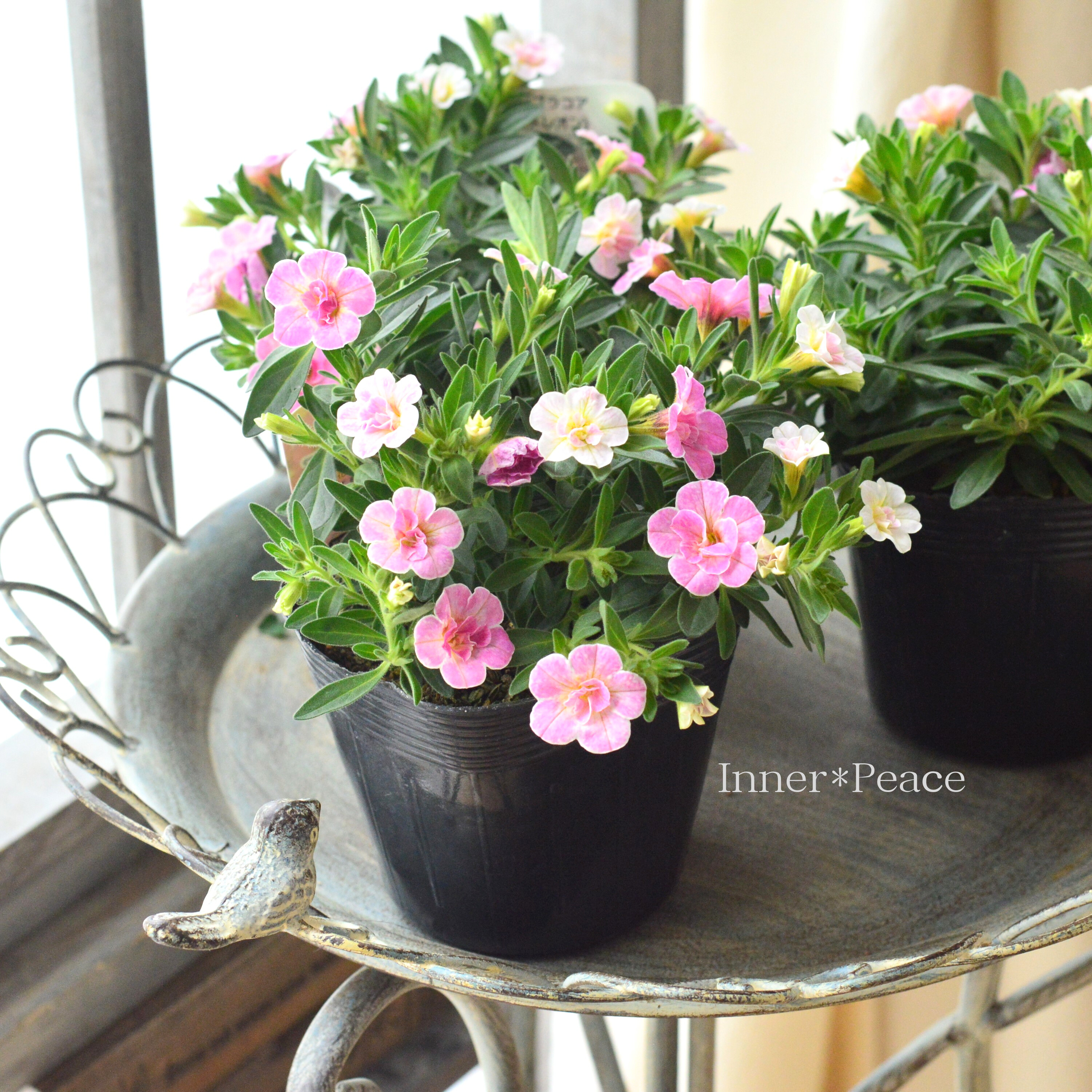 【暑さに強い】 カリブラコア 『カメレオン・ダブルティックルピンク』 3.5寸POT