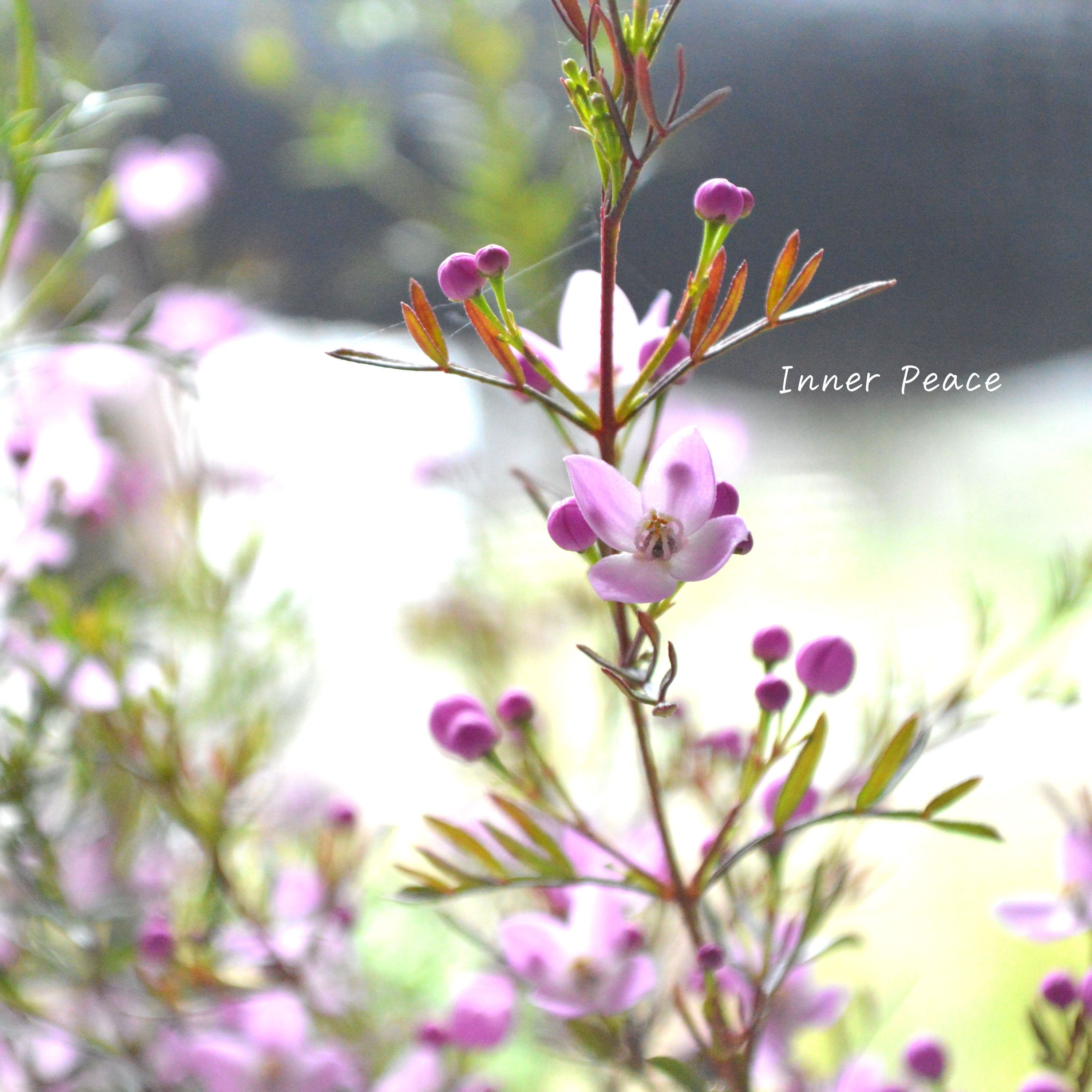 【かわいい】 ボロニア 『ピナータ』 3寸POT