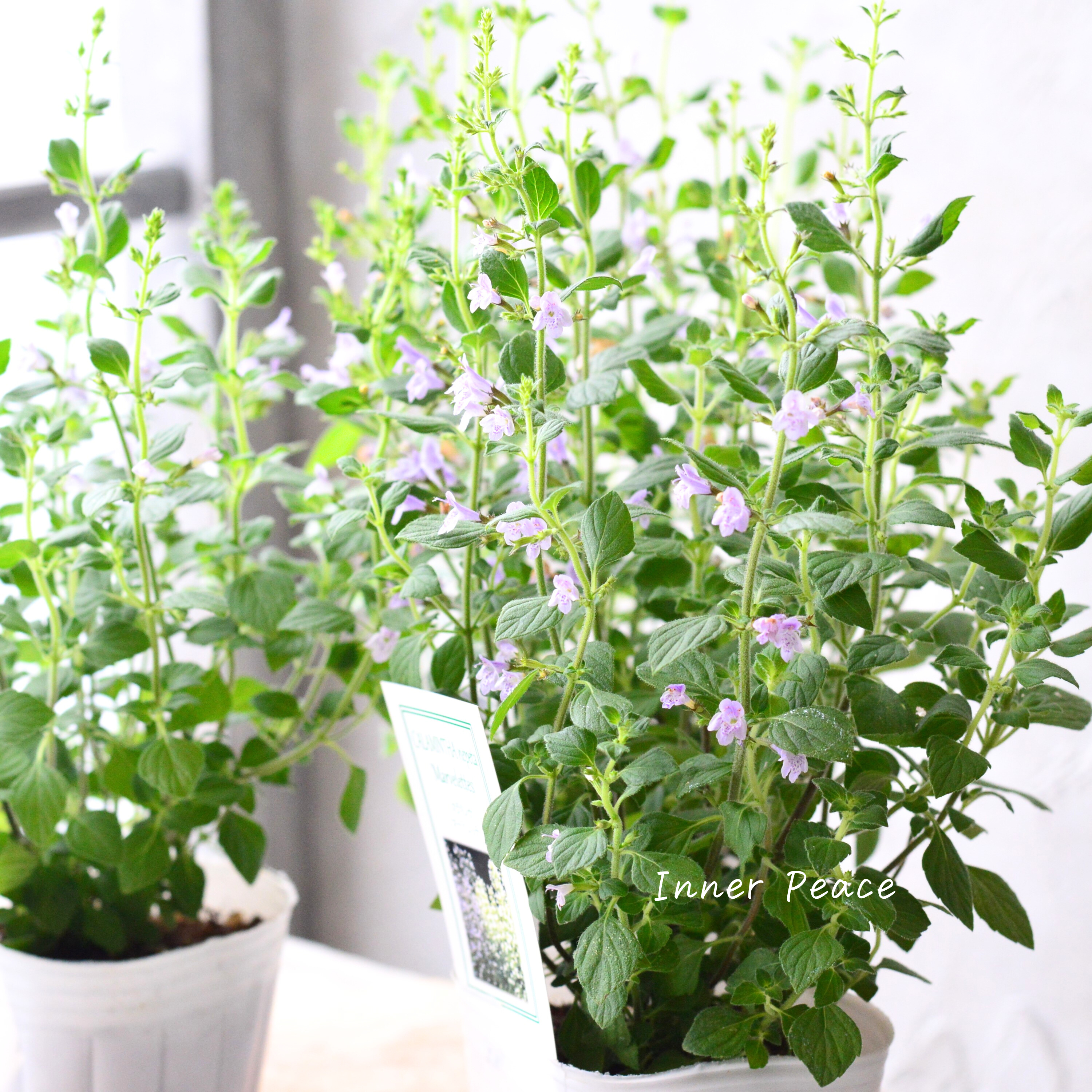 【宿根】 カラミンサ 『マーベレッテ・ブルー』 2.5寸ロングPOT