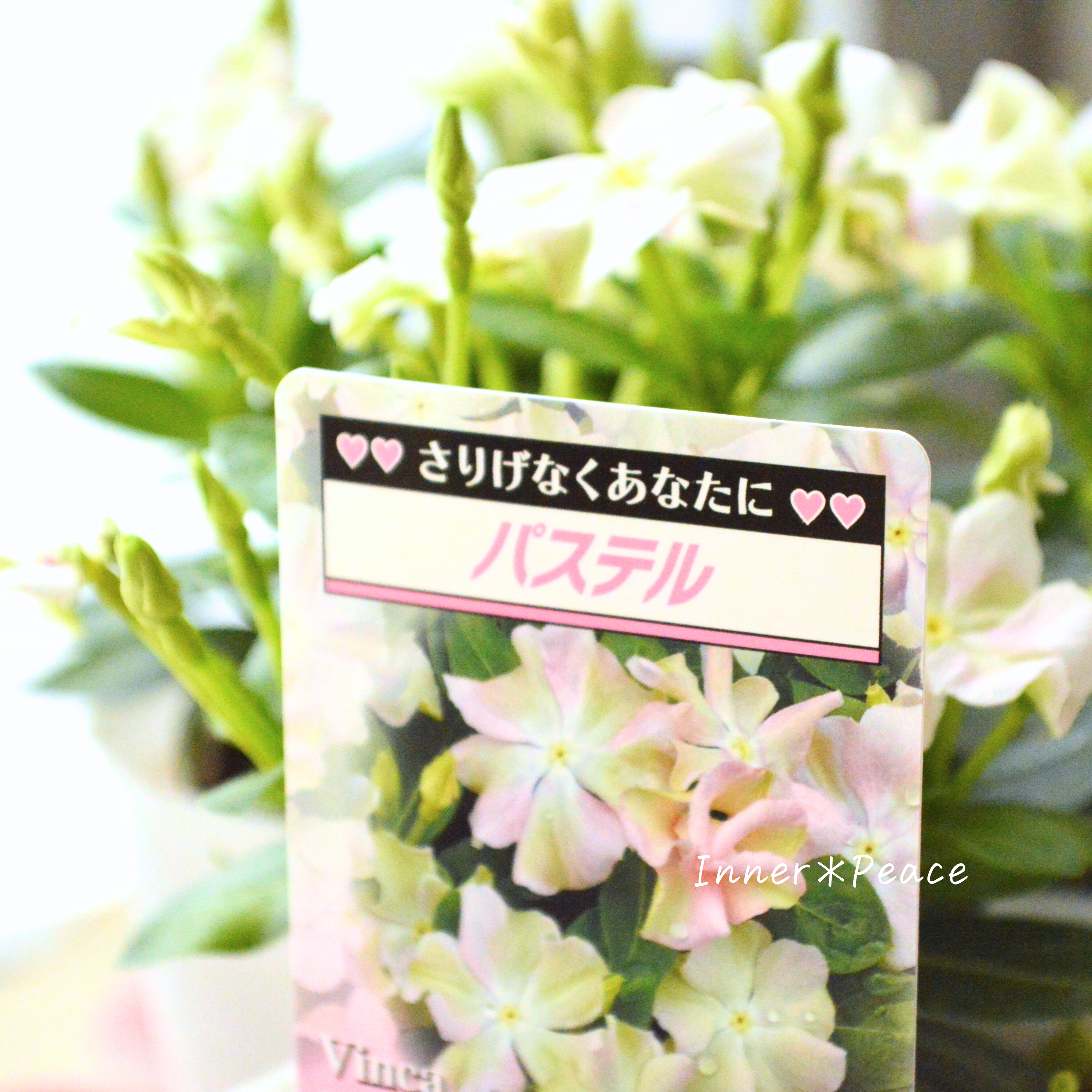 【北島園芸さん】 ニチニチソウ 『パステル』 3.5寸POT