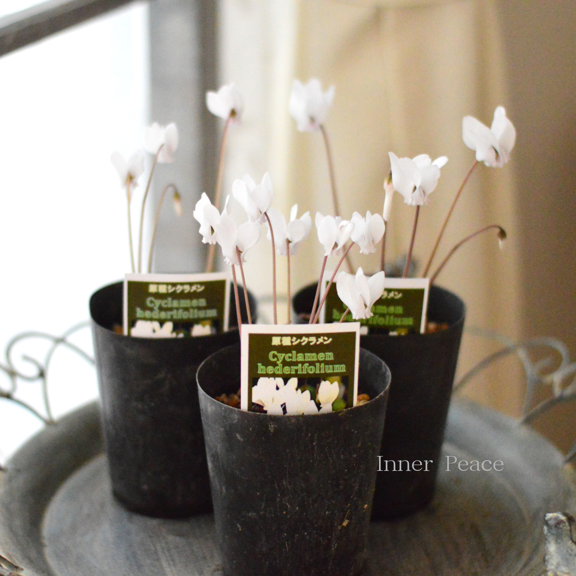 【かわいい】 原種シクラメン 『ヘデリフォリウム・ホワイト』 3寸ロングPOT