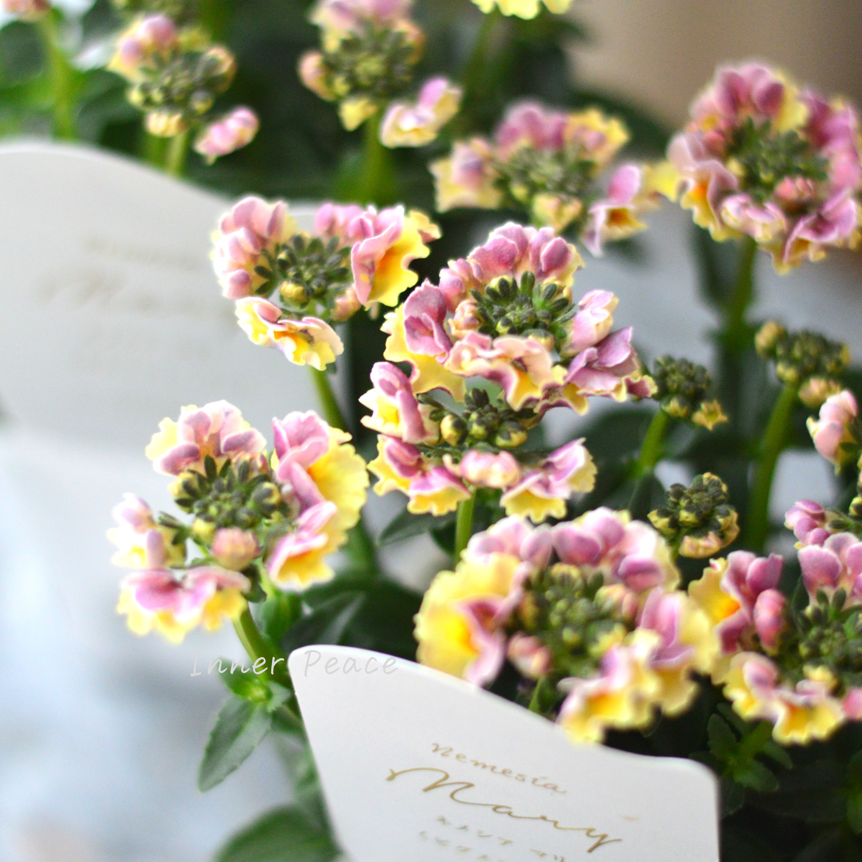 【花芳さん】 ネメシア 『マリー・ピグメントハニー』 3.5寸POT