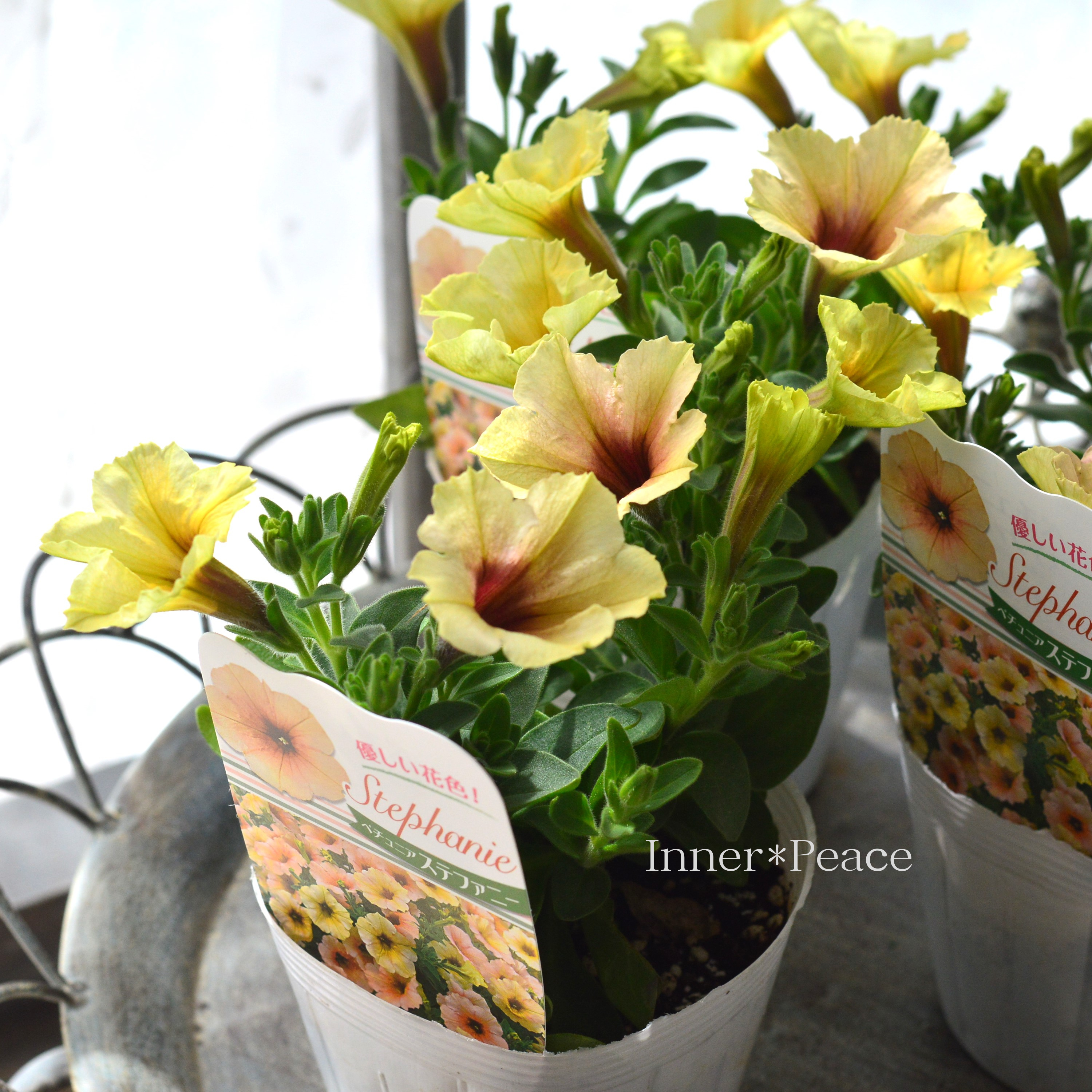 【人気】 ペチュニア 『ステファニー』 3.5寸POT