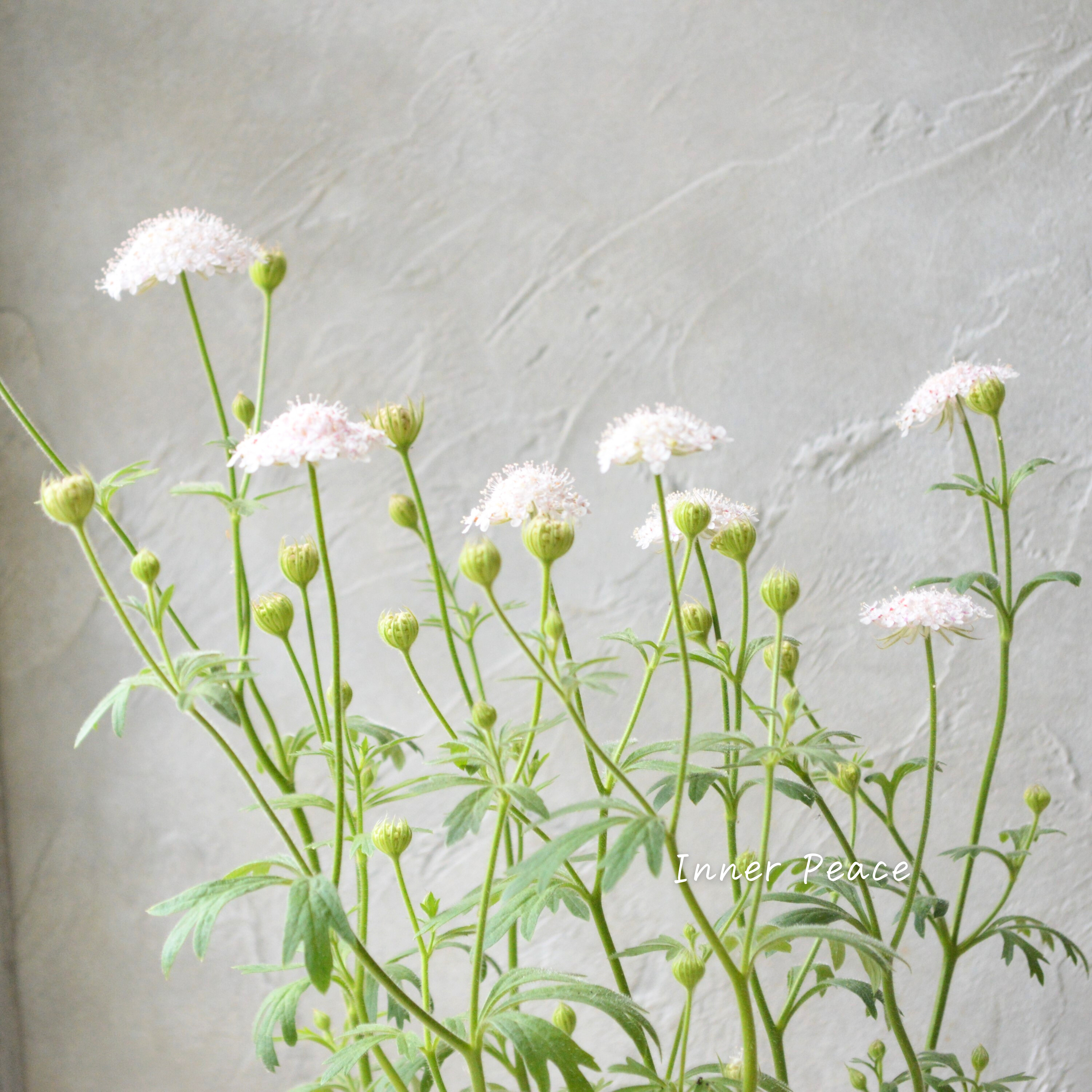 【美しい】 ピンクレースフラワー 3寸POT