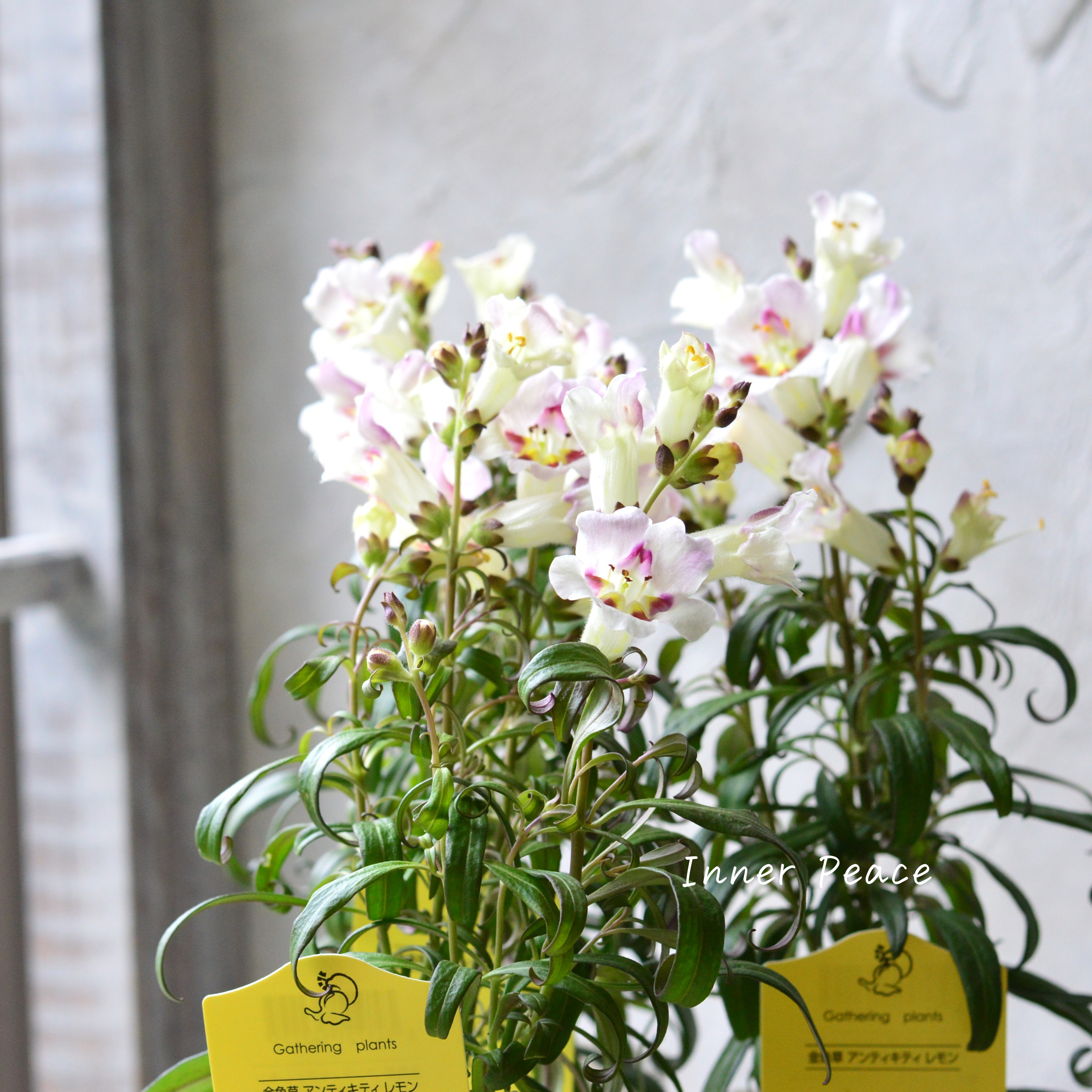 【かわいい】 キンギョソウ 『アンティキティ レモン』 3寸POT