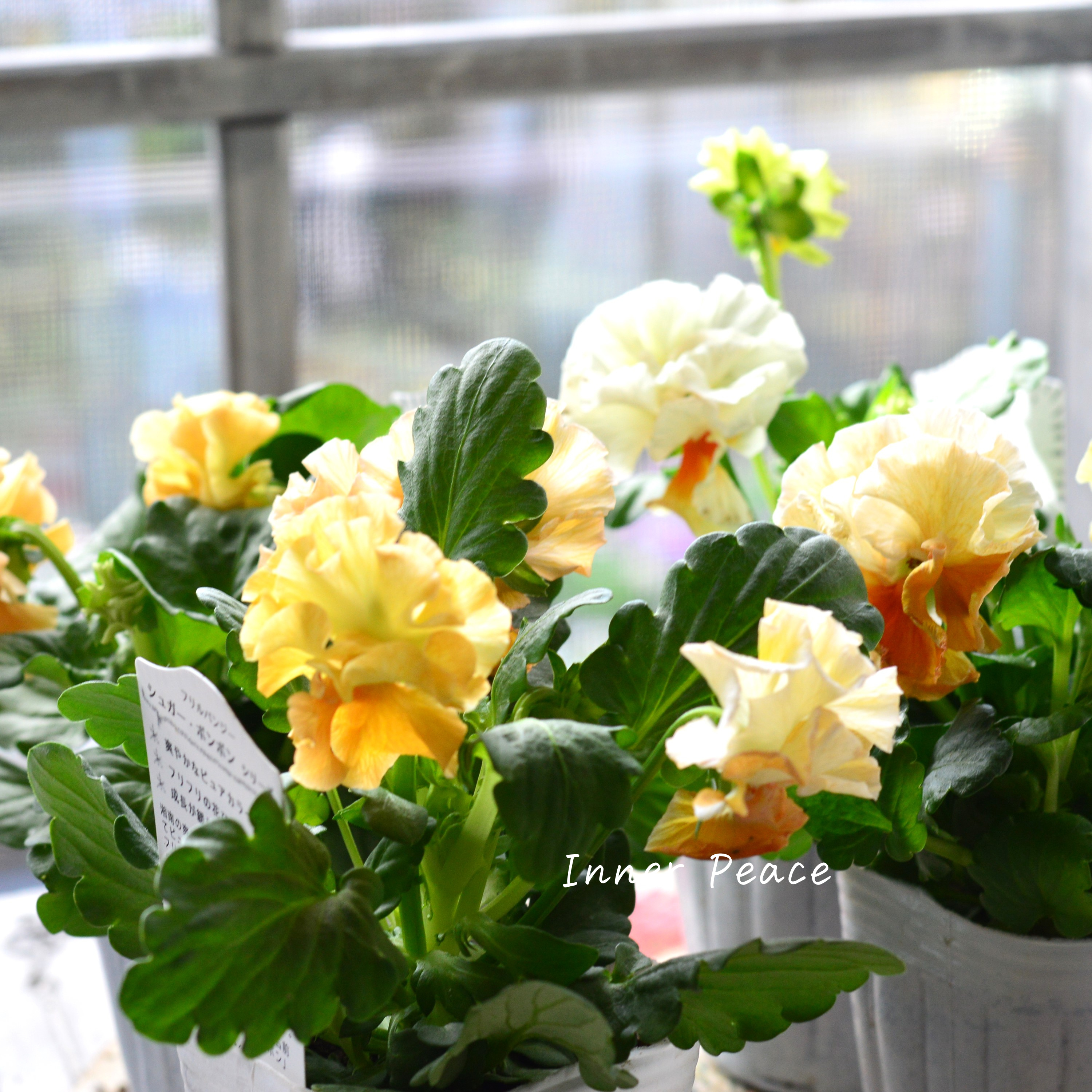 【湘南Berryさん】 フリルパンジー 『シュガーボンボン・オレンジ系』 3寸POT