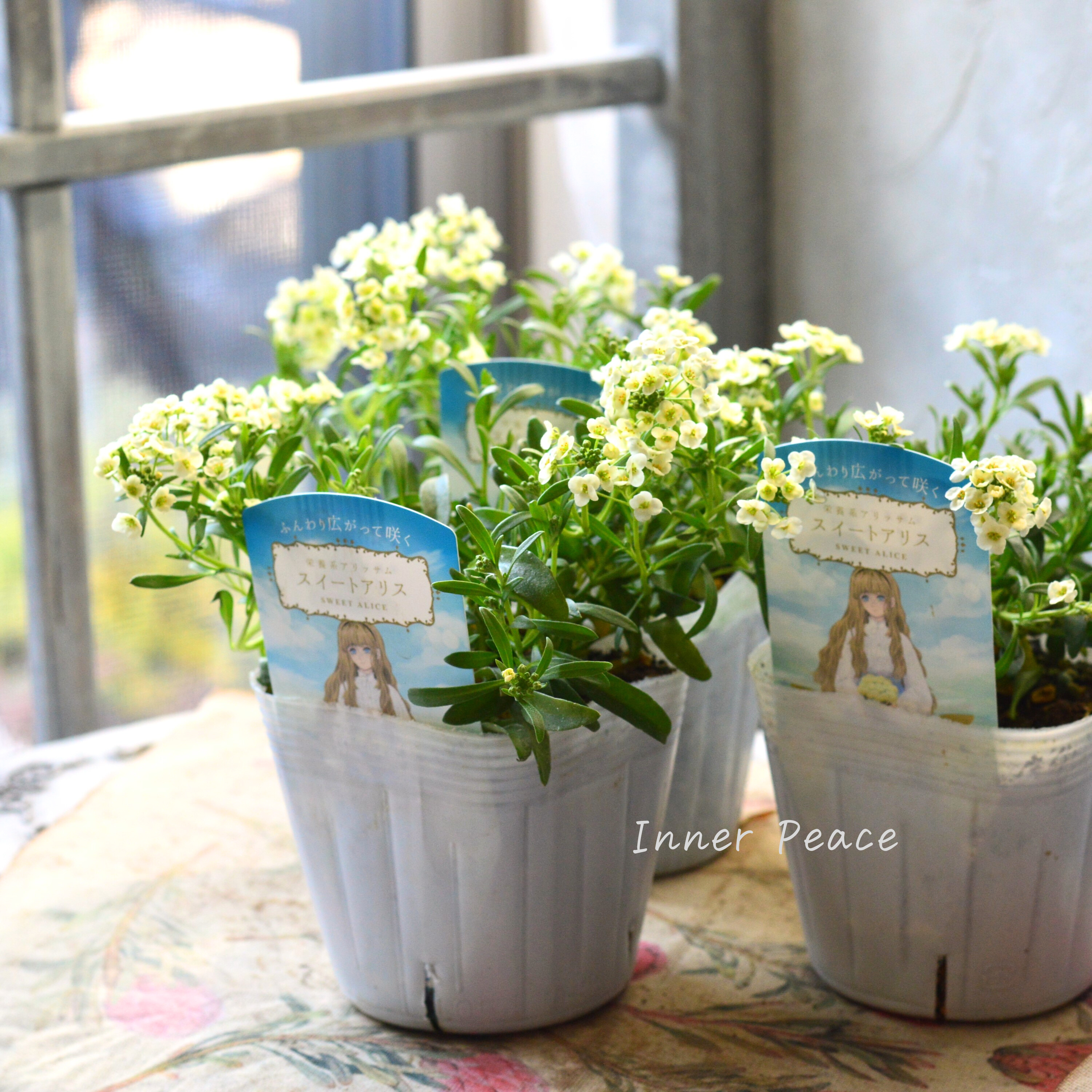 【栄養系】 スイートアリッサム 『スイートアリス・シャンパン』 3.5寸POT