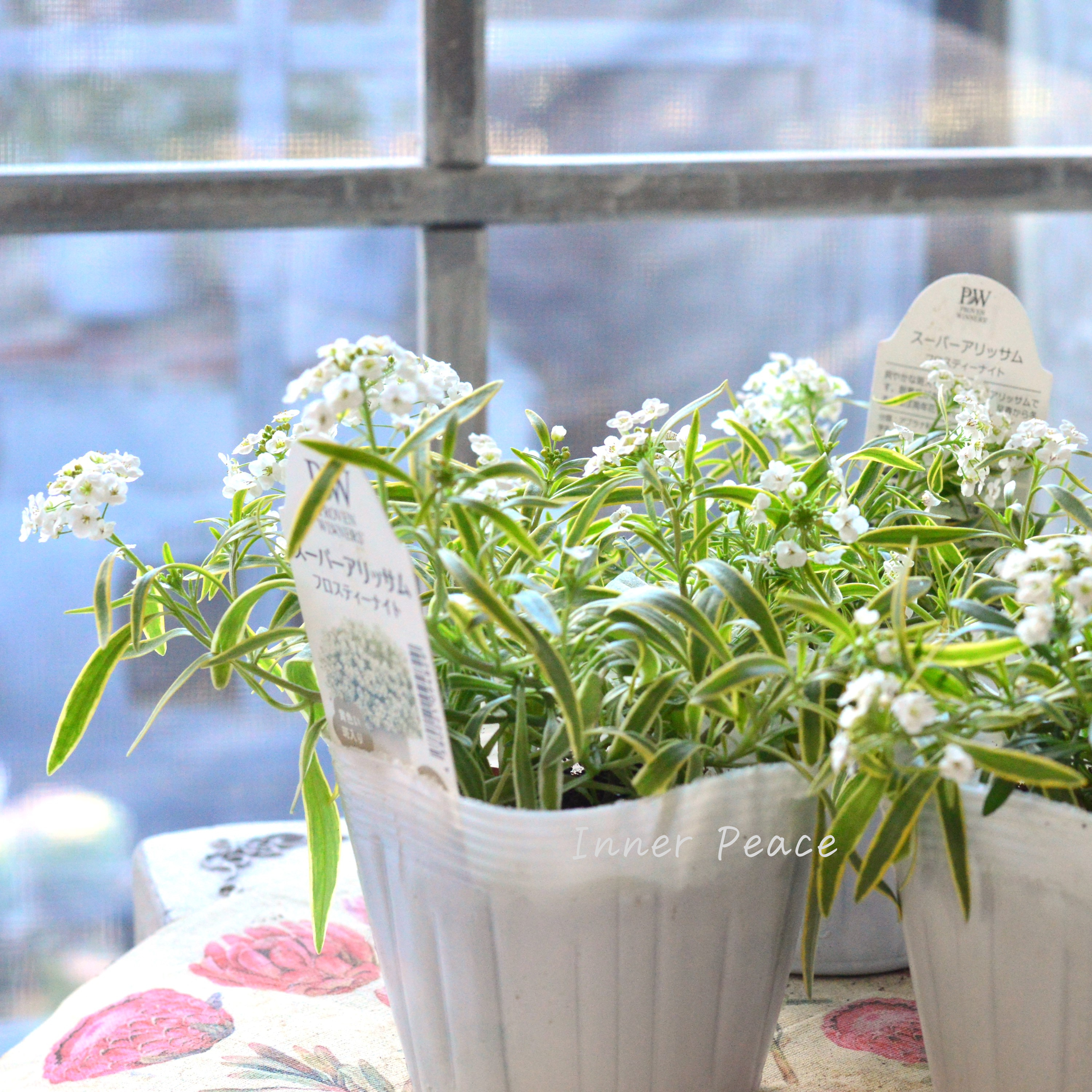 【PW】 スーパーアリッサム 『フロスティーナイト』 3.5寸POT