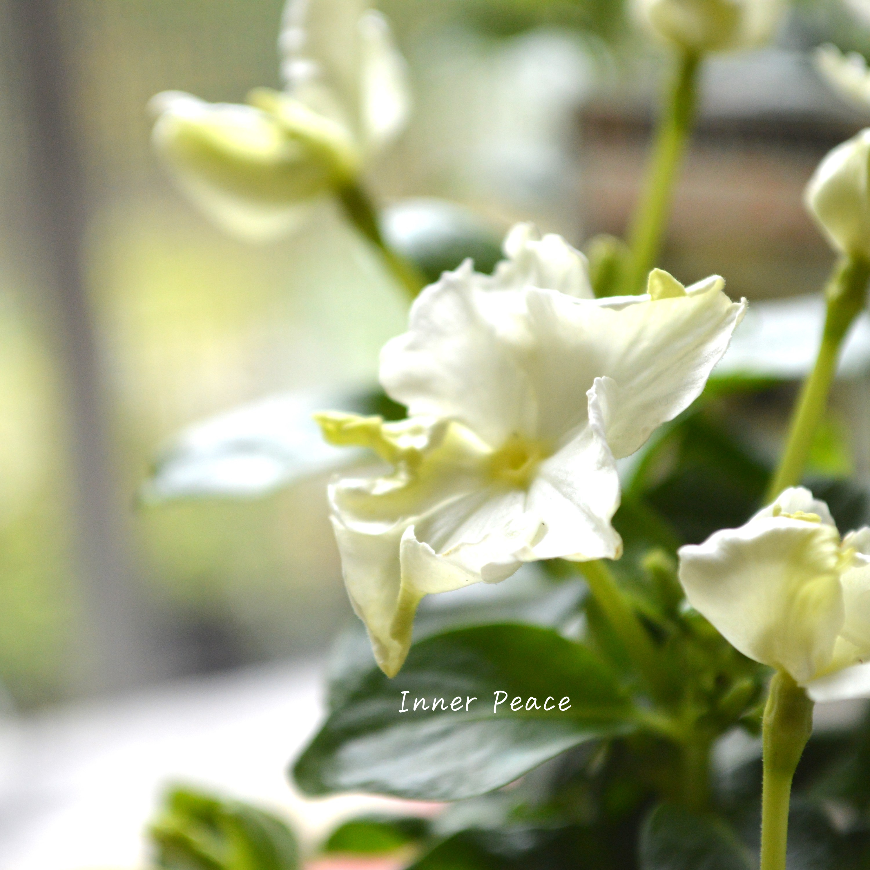 【北島園芸さん】 ニチニチソウ 『ムーンチュチュ』 3.5寸POT