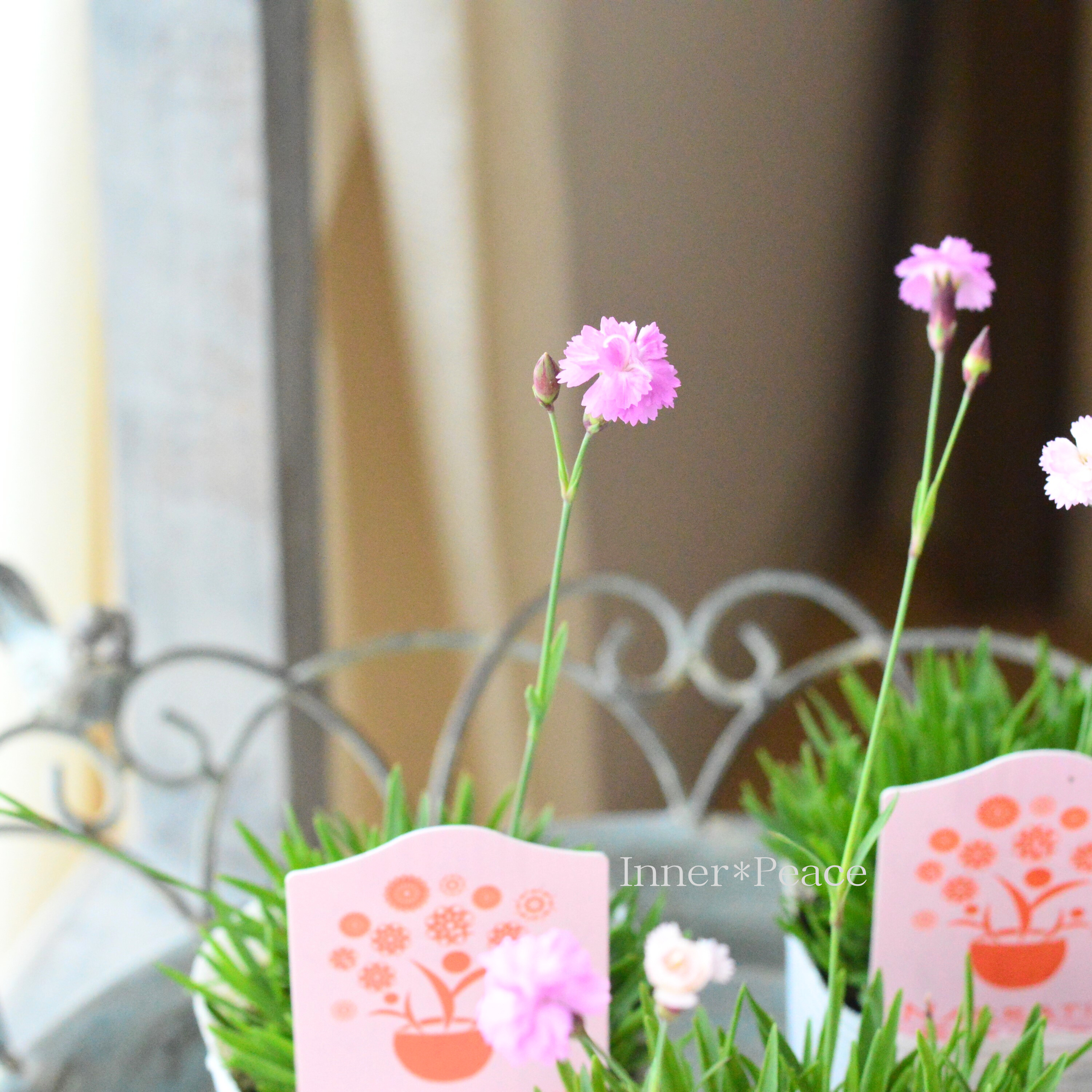 【ナラフラさん】 極小輪八重咲きナデシコ 『ミュゼリーナ』 2.5寸ロングPOT