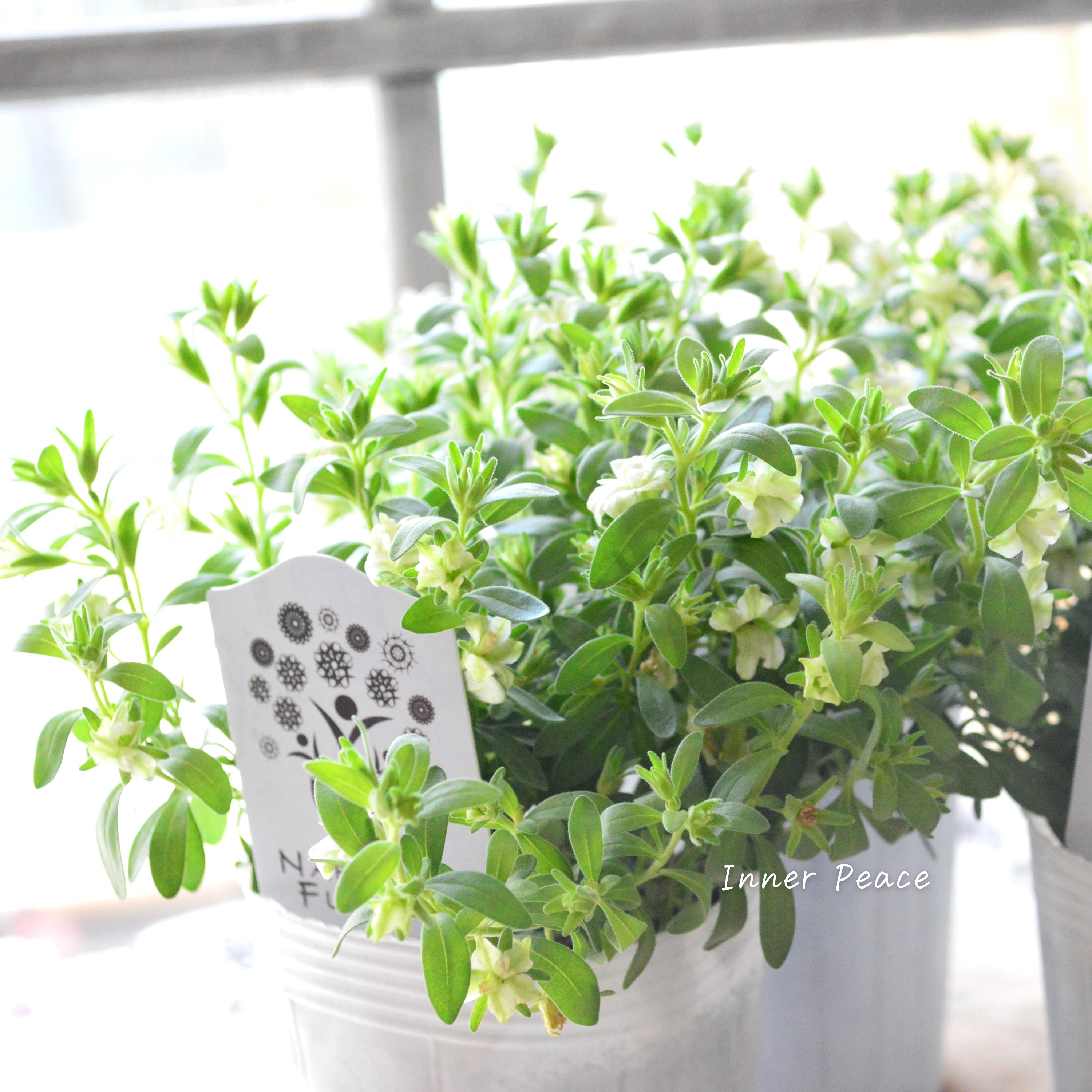 【ナラフラさん】 八重咲きカリブラコア 『グリーン』 3寸ロングPOT