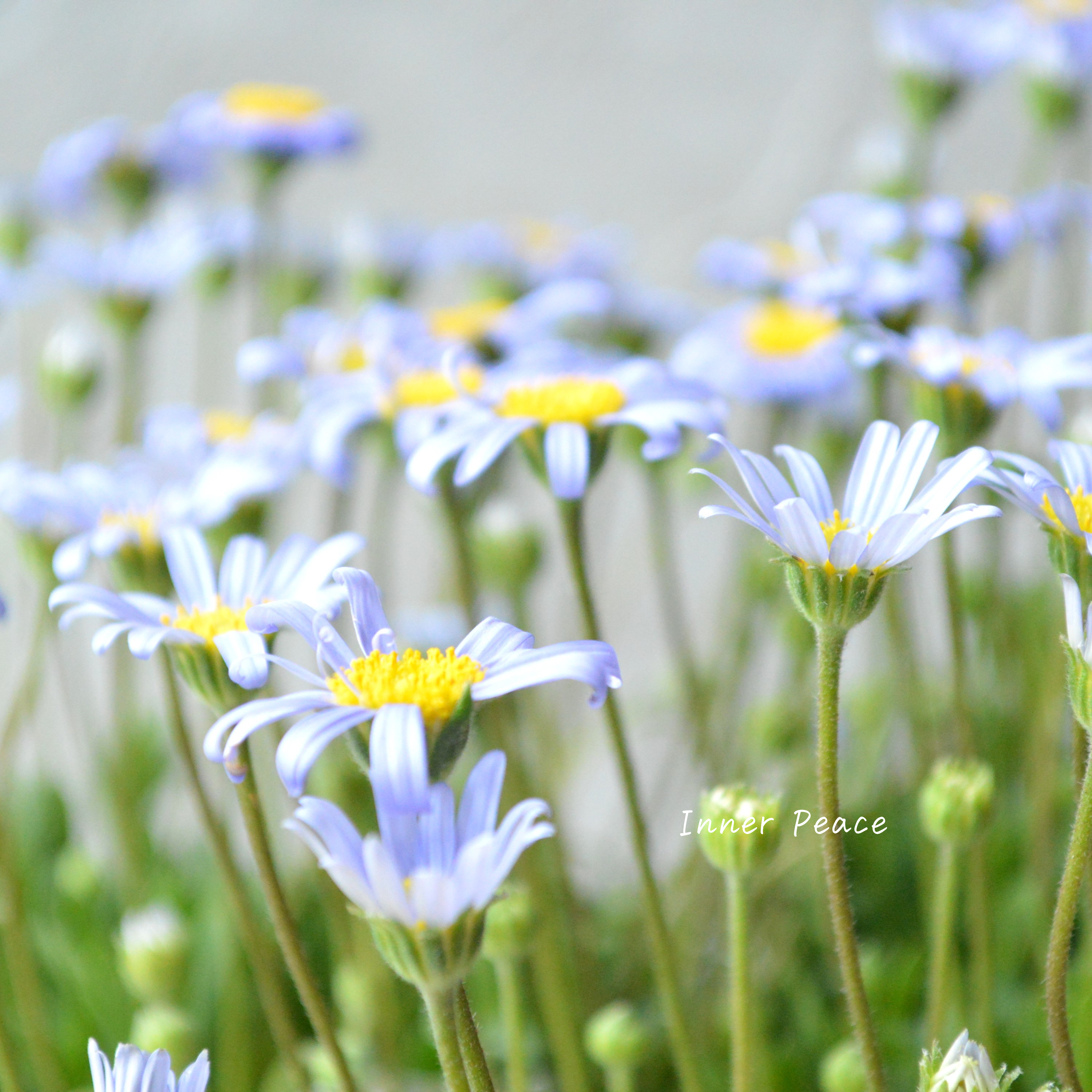 【美しい】 フェリシア 『フェリシティブルー』 3寸POT