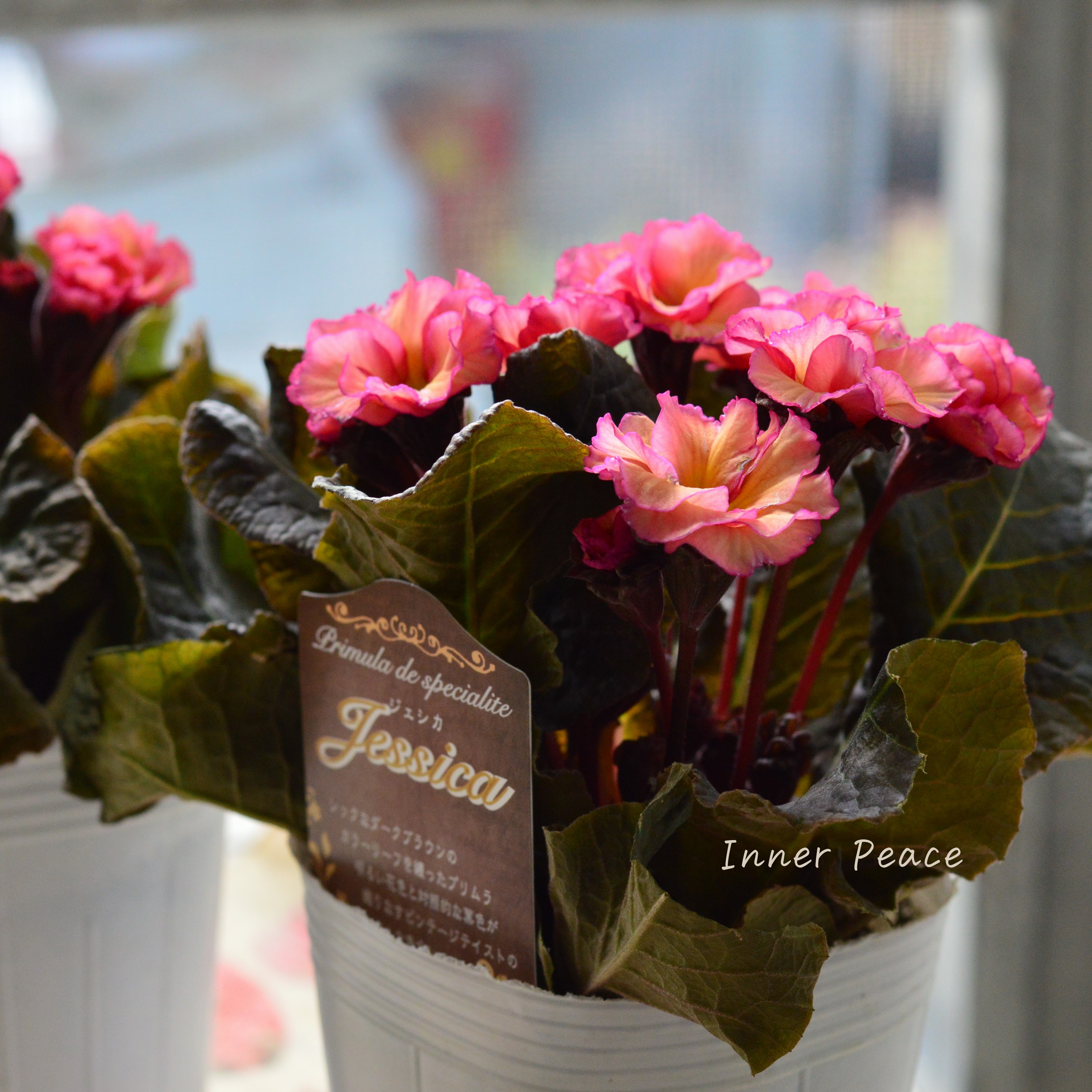 【松原園芸さん】 銅葉プリムラ 『ジェシカ・アンティークピンク系』 3寸POT