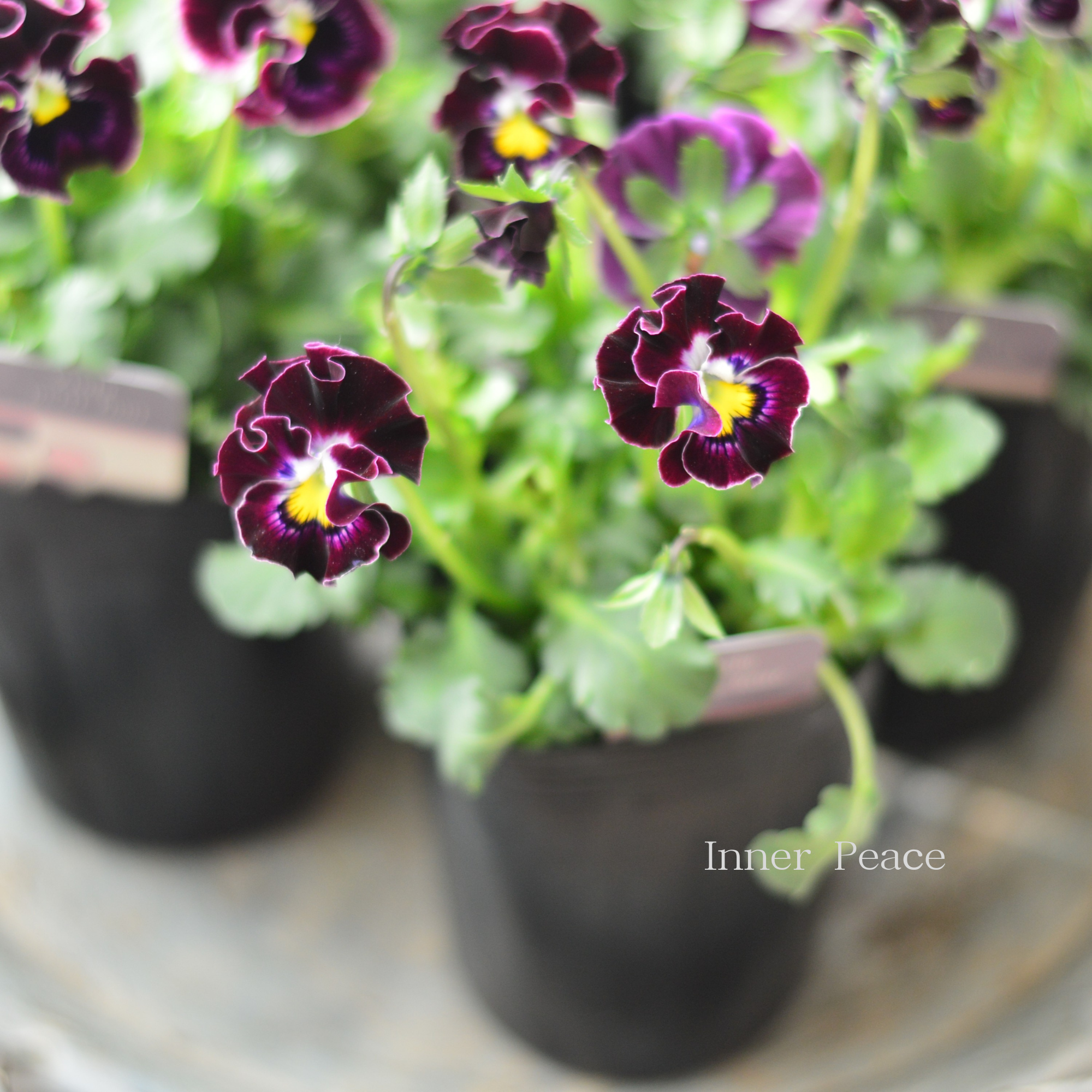 【ハルグリンさん】 ビオラ 『プティフール・ワインレッド系』 3寸POT