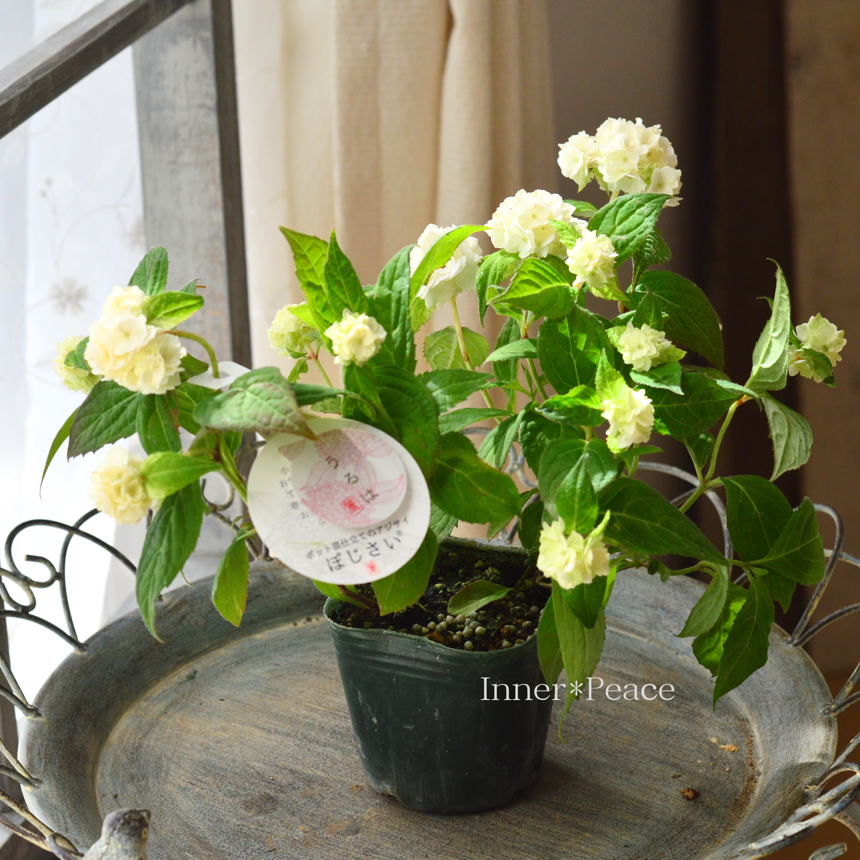 【吉岡麗子さん】 紫陽花 (ぽじさい) 『うるは』 3号POT