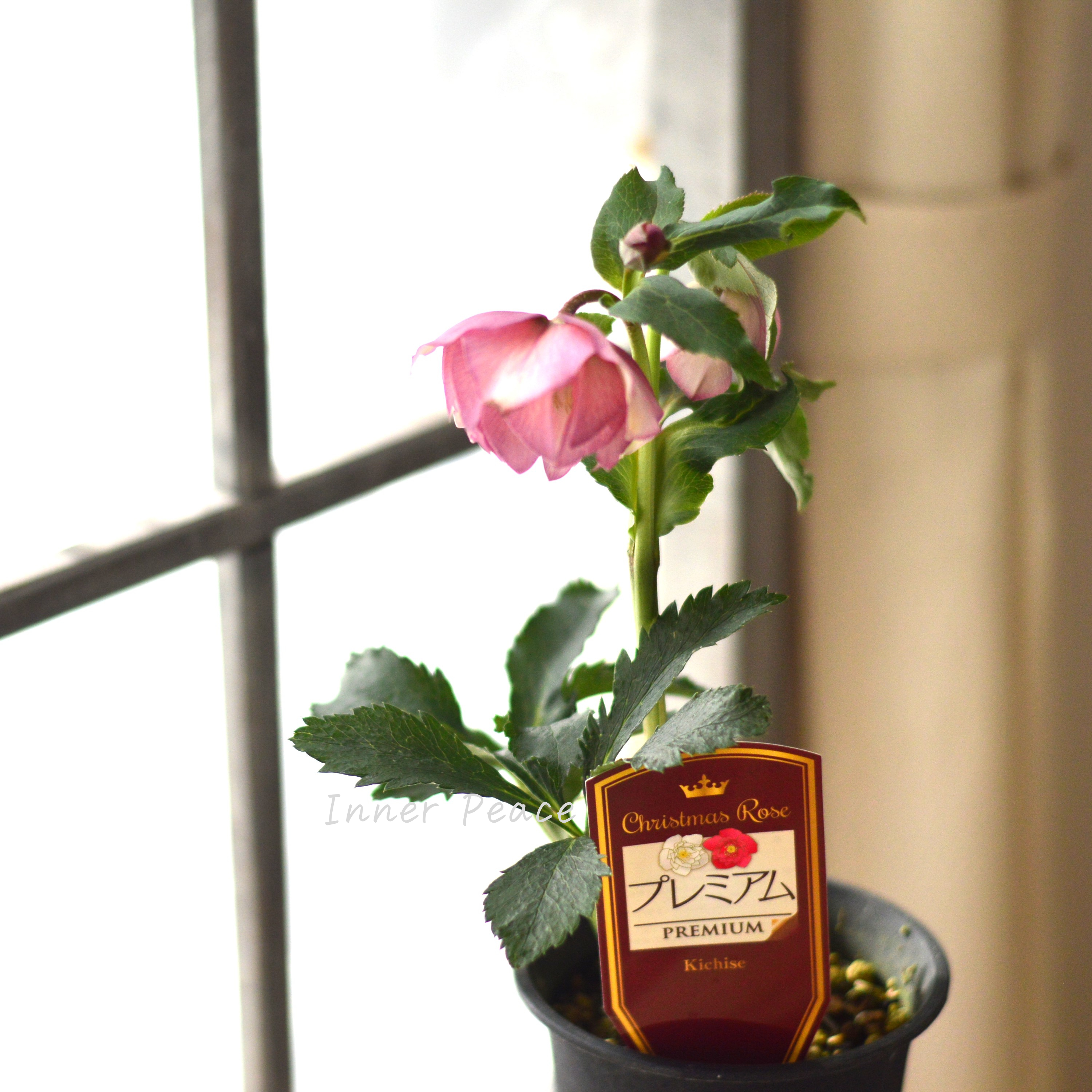 【希少】 吉瀬園芸さんのクリスマスローズ 『プレミアム・ダブル E』 4寸鉢