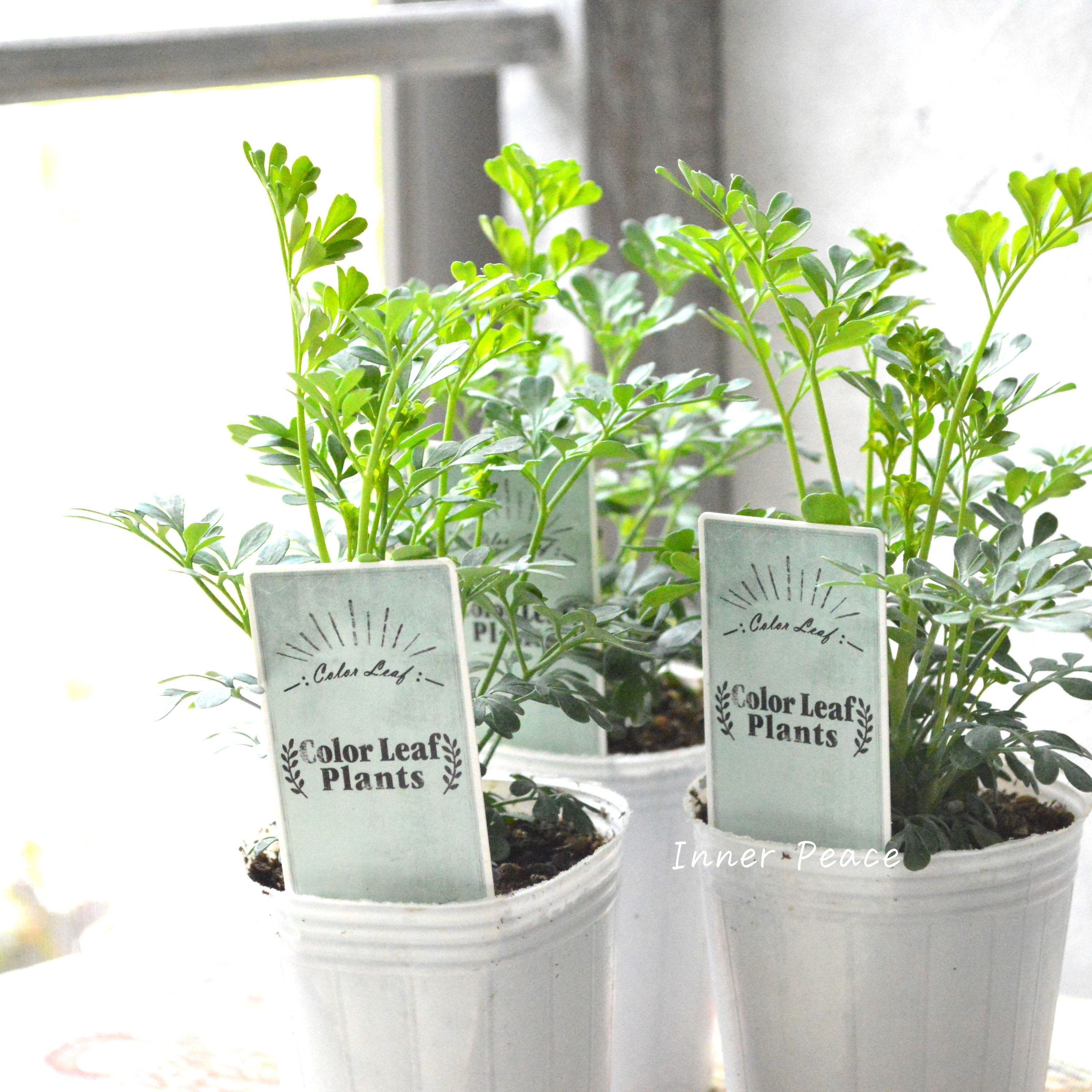 【常緑】 ガーデン・ルー 2.5寸POT