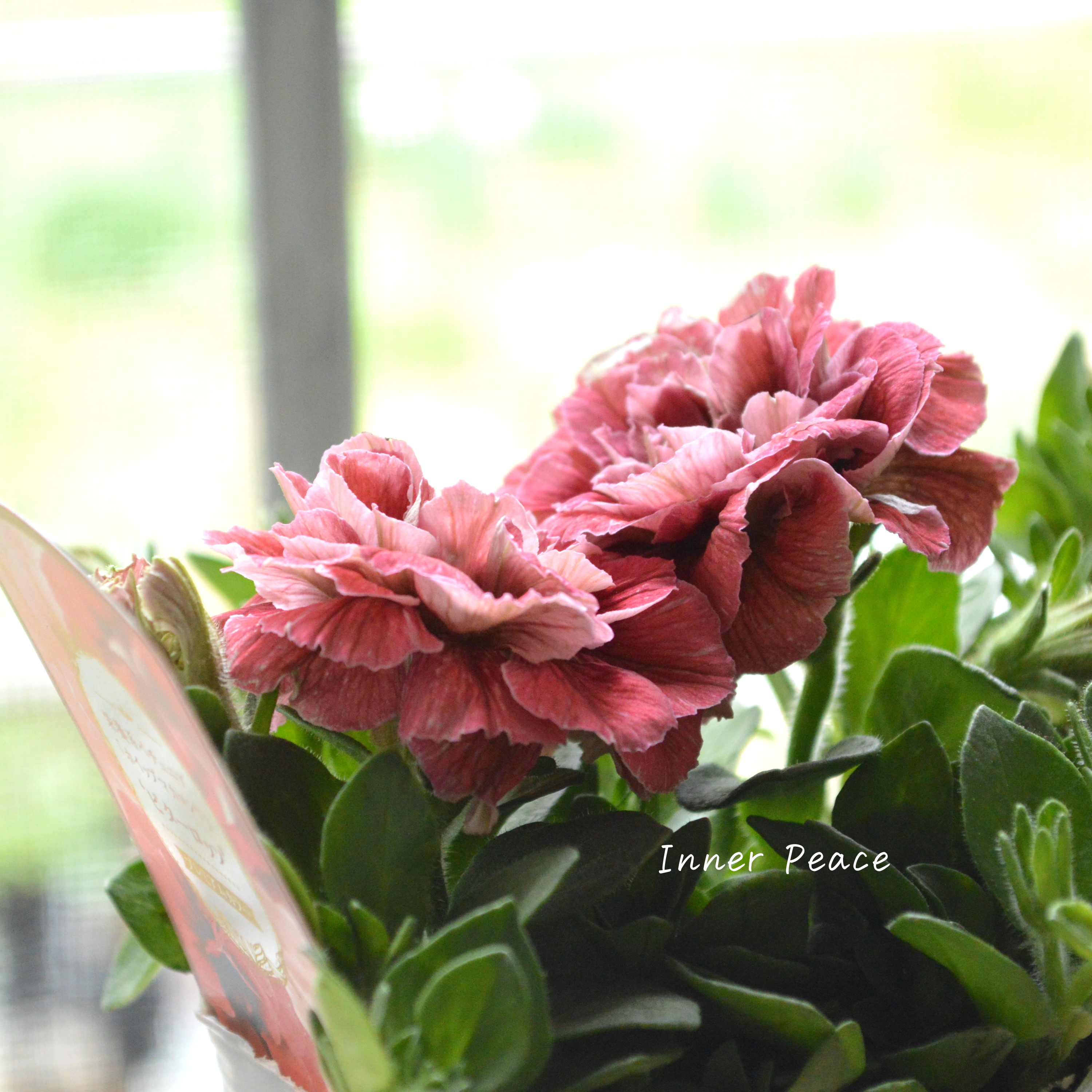 【花日和さんオリジナル】 ペチュニア 『ホイップマカロン・ビターロッソ』 3寸ロングPOT