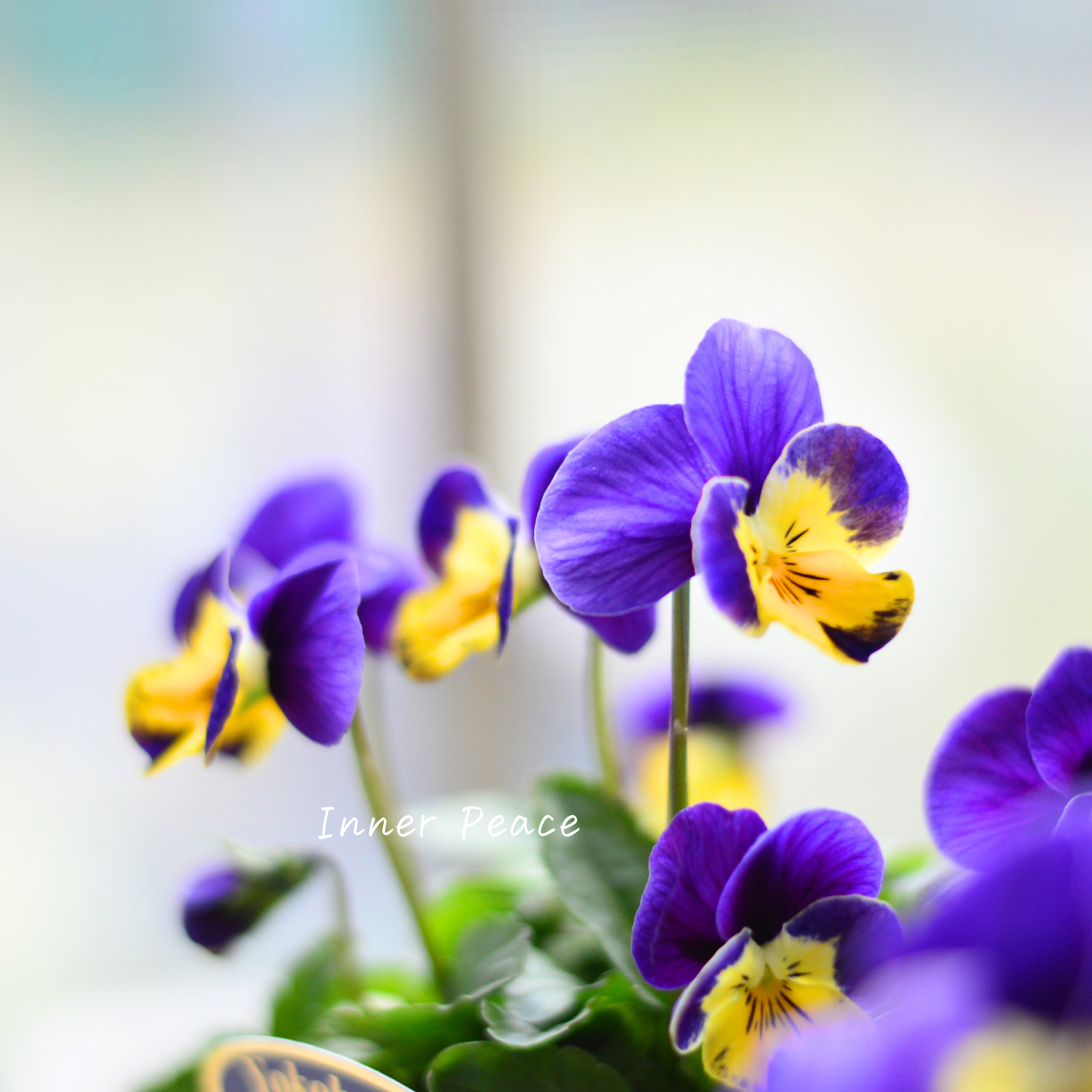 【人気】 ビオラ 『横浜セレクション・青き地球』 3寸POT