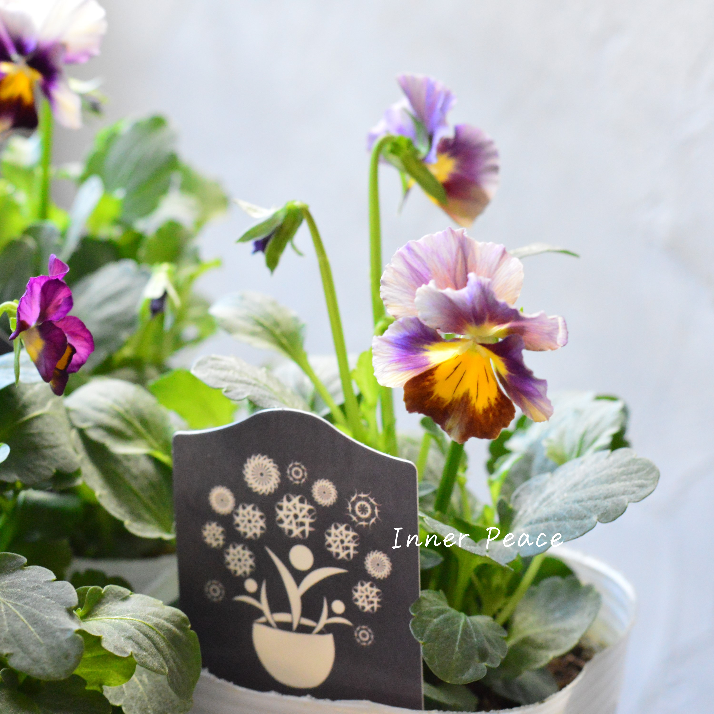 【希少】 ナラティブフラワーズさん試作品ビオラ 3寸ロングPOT