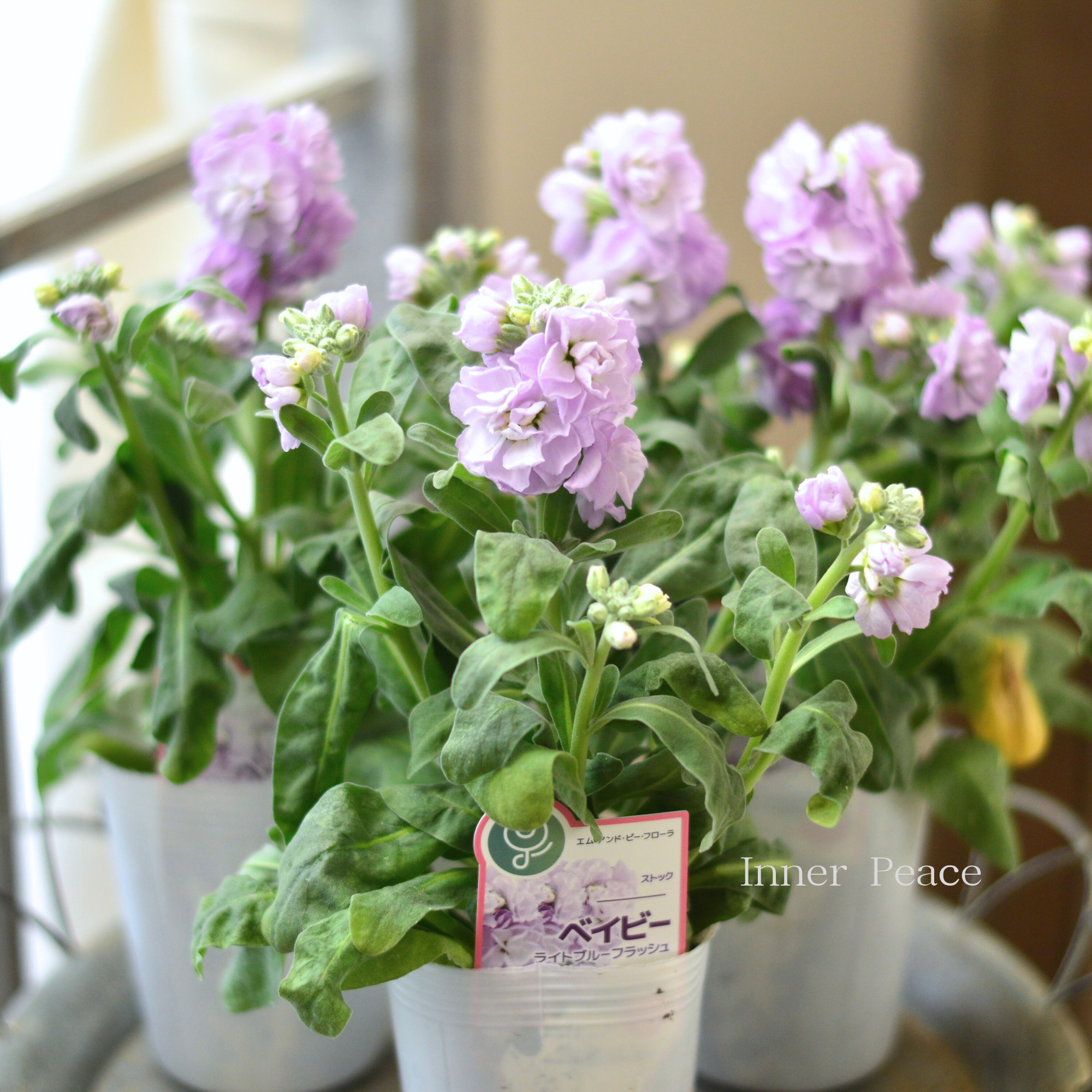 【八重咲き】 ストック ベイビー 『ライトブルーフラッシュ』 3寸ロングPOT