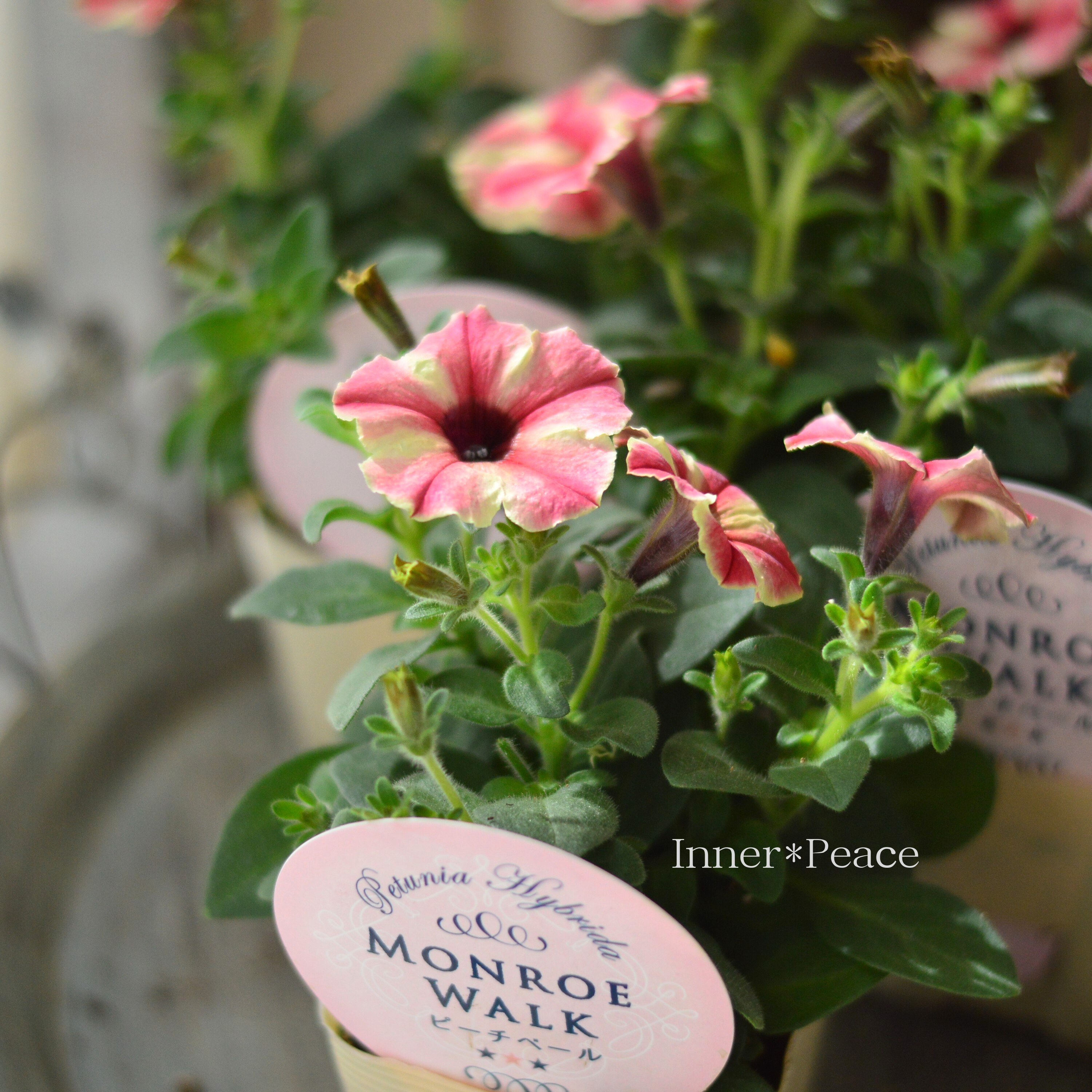 【花芳さんオリジナル】New! ペチュニア 『モンローウォーク・ピーチベール』 3.5寸POT