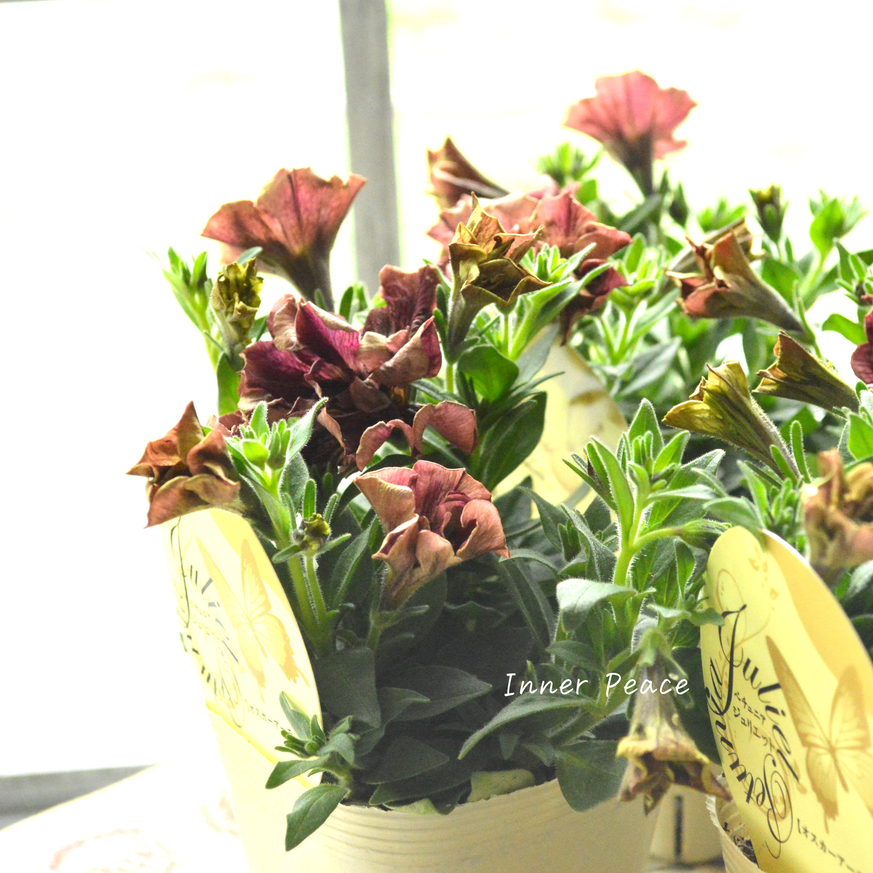 【花芳さんオリジナル】New! 八重咲きペチュニア 『ジュリエット・オスカーアーモンド』 3.5寸POT