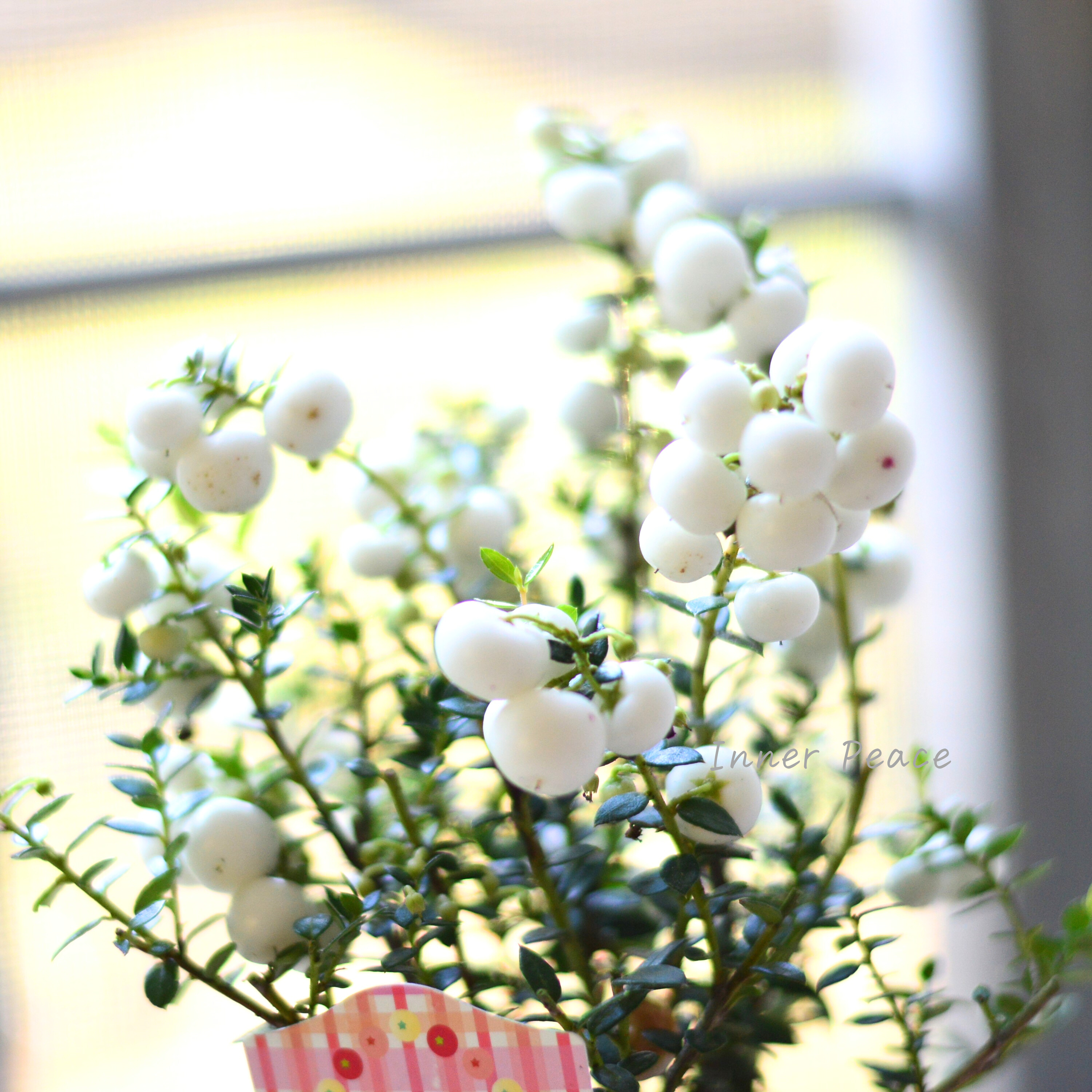 【かわいい】 デコベリー(ペルネッチア) ホワイト 3寸POT