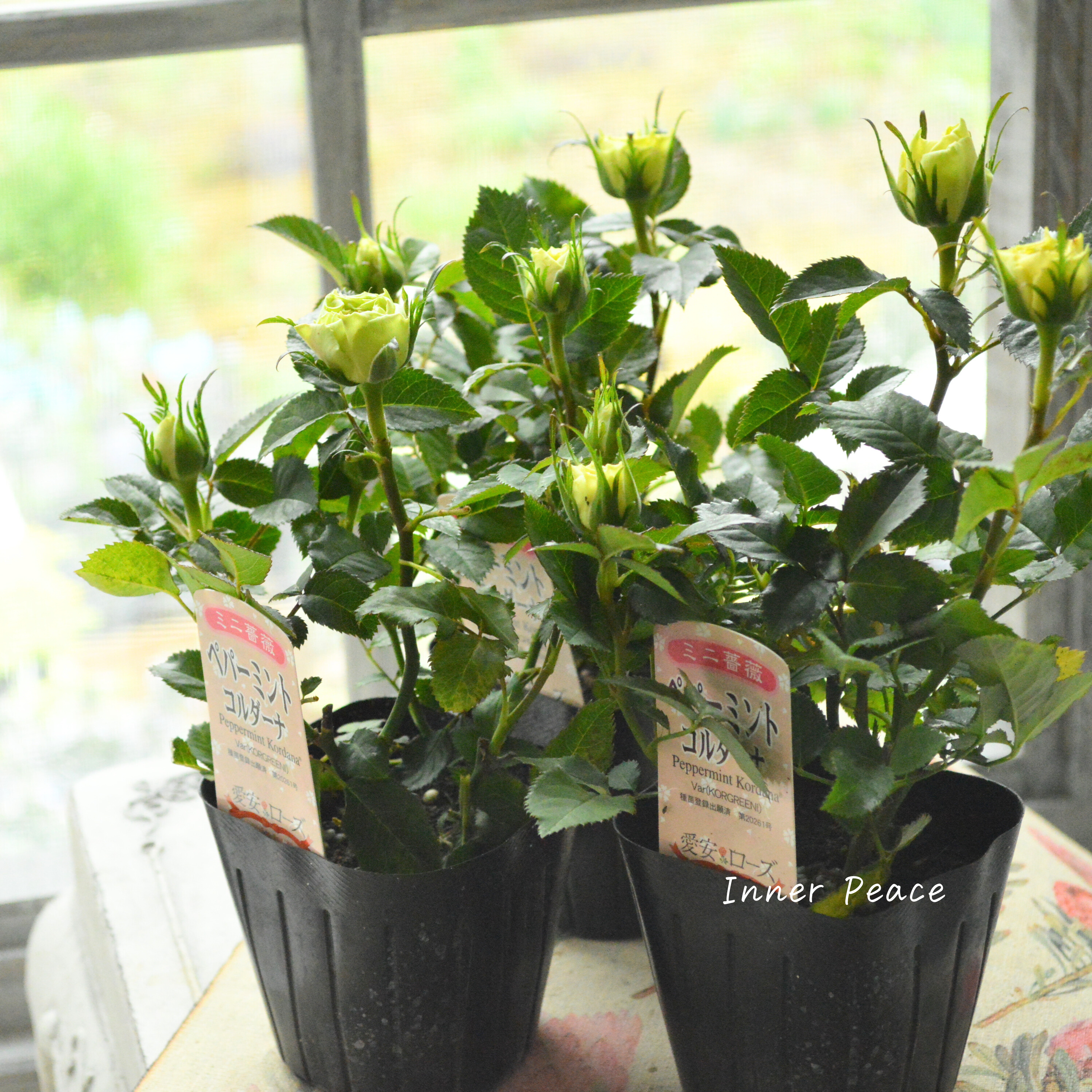 【美しい】ミニ薔薇 『コルダナ・ペパーミント』 3寸POT