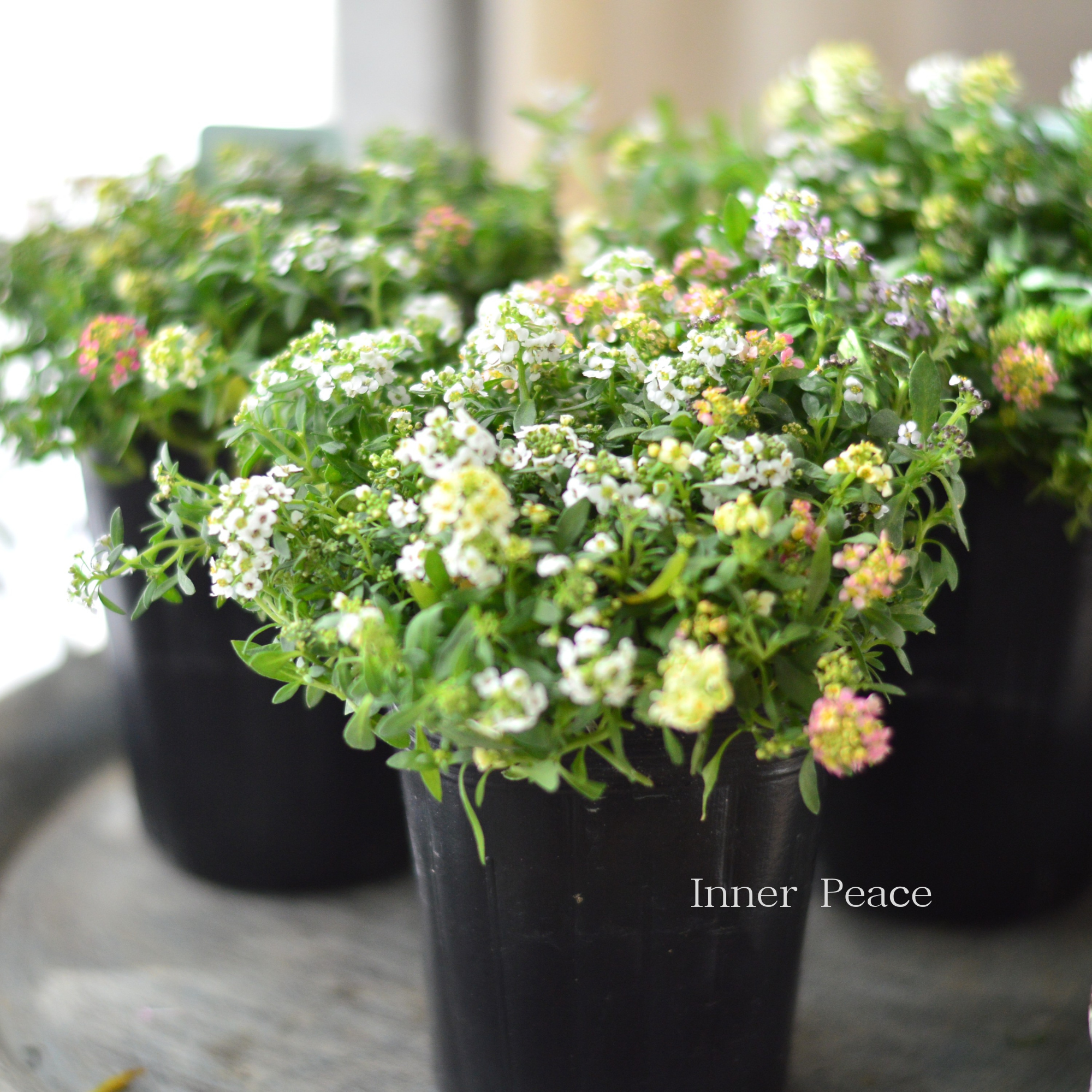 【3本植え】 スイートアリッサム 『ホワイト・アプリコット・イエローミックス』 3寸POT