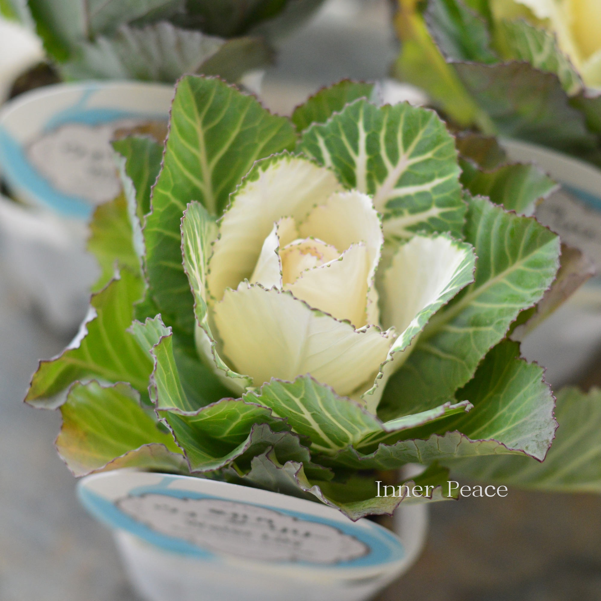 【美しい】 葉牡丹 『ウォーターリリー・白』 3寸POT